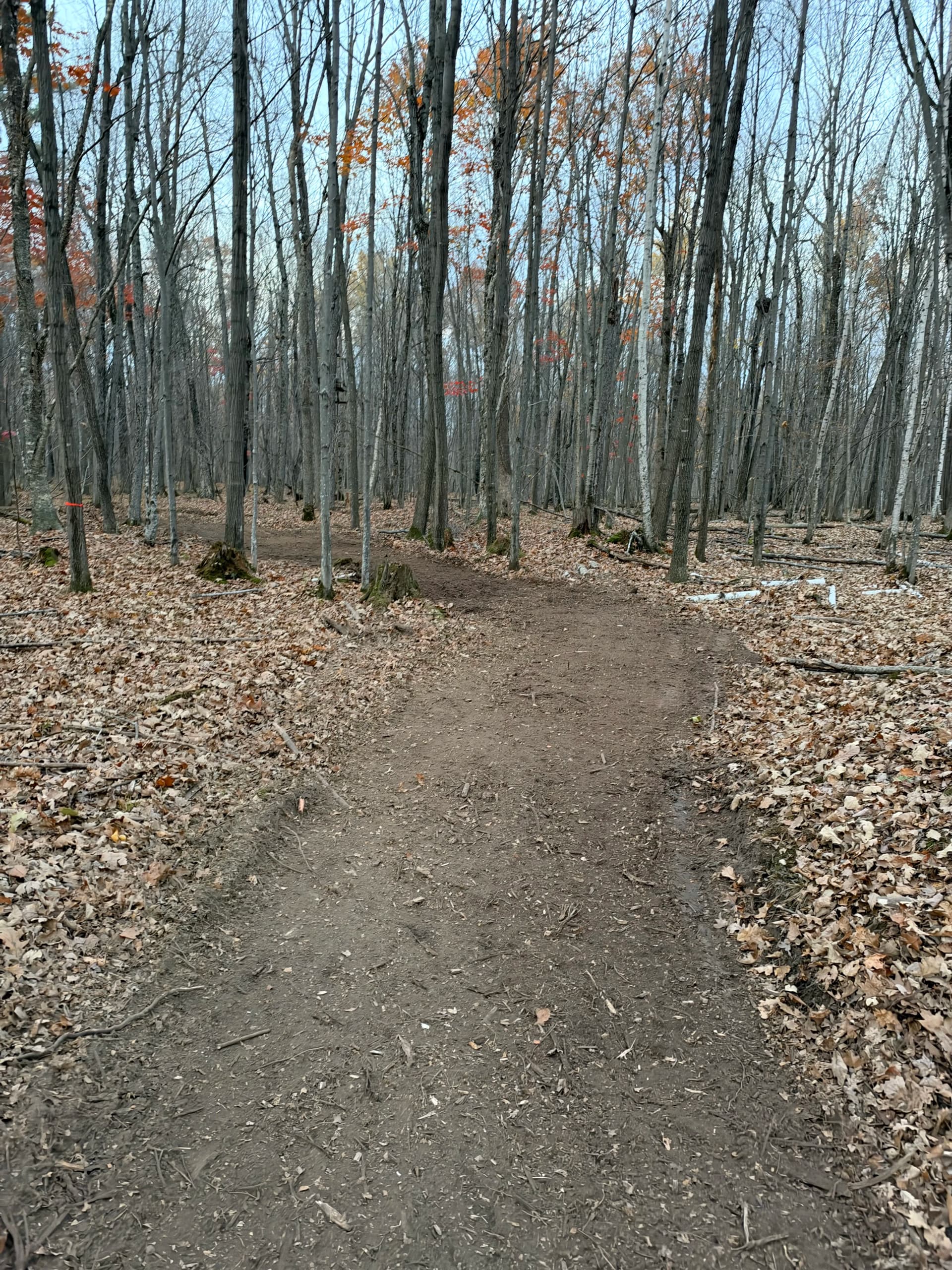 Gallery photos for Forestry Mulching Clears Wooded Trails on a Loyal Farm: Image #5