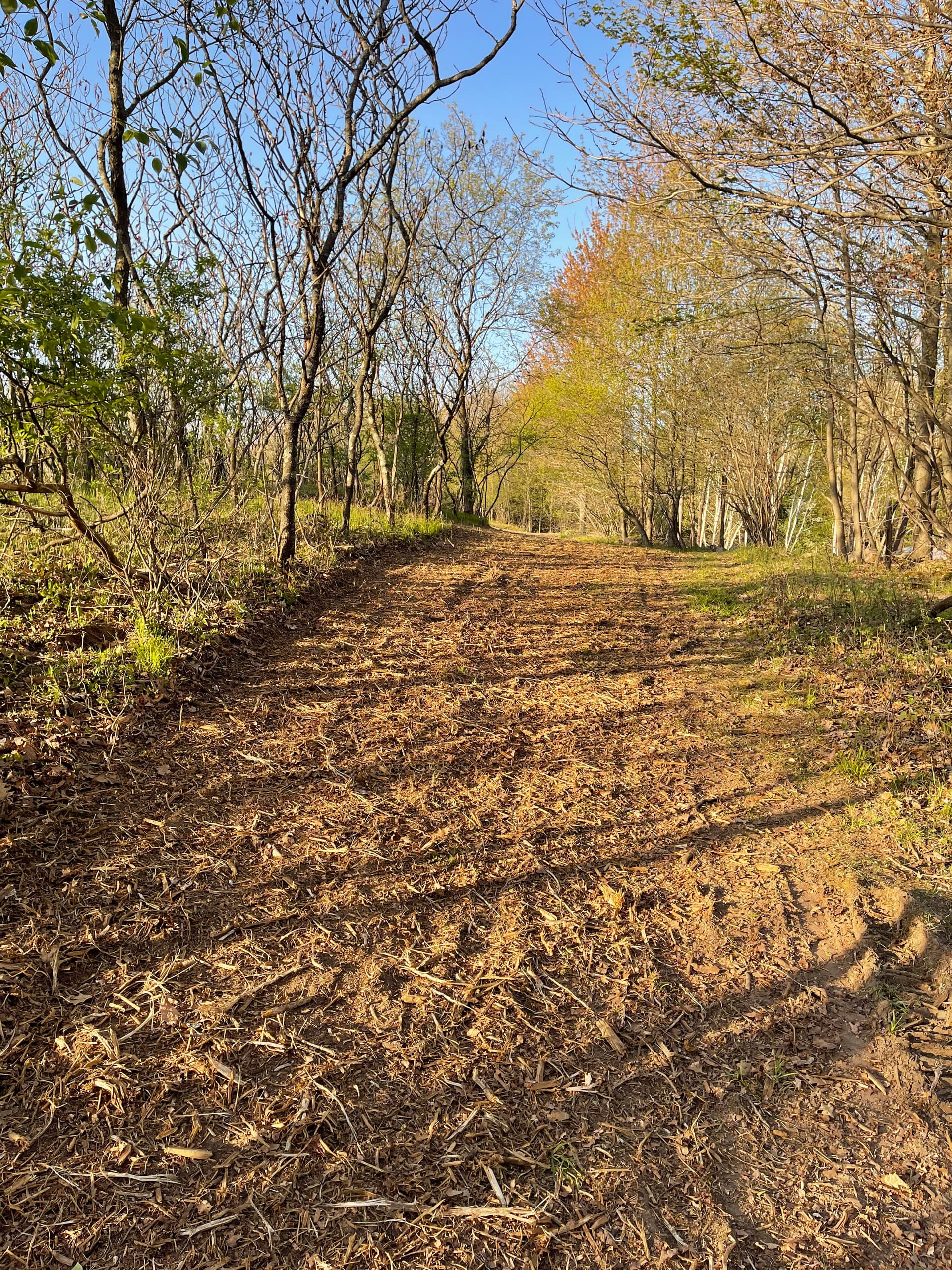 Gallery photos for Overgrown Hillside Cleanup in Hatley WI Done Right: Image #4