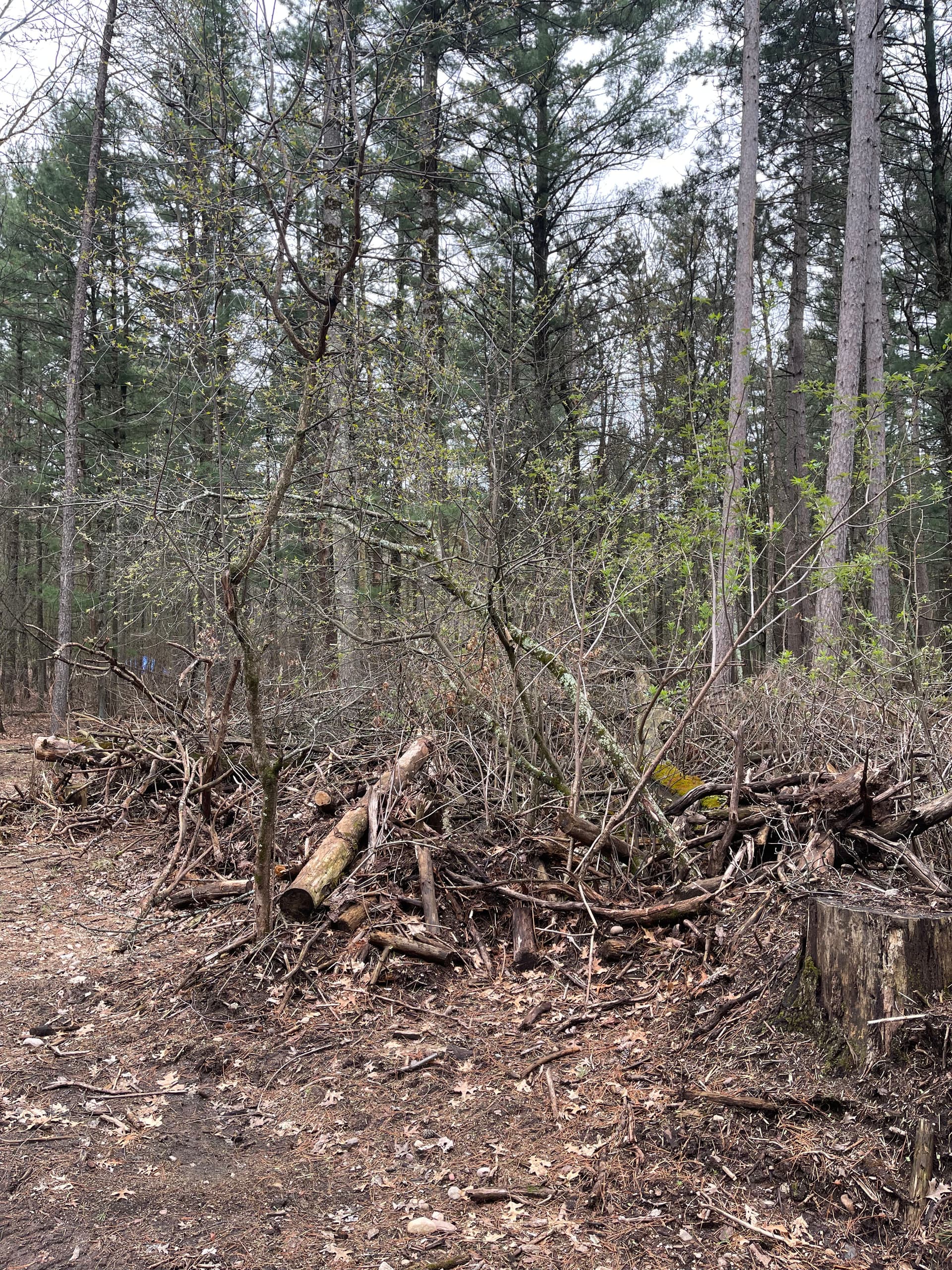 Gallery photos for Backyard Brush Clearing Done Right in Kronenwetter: Image #1