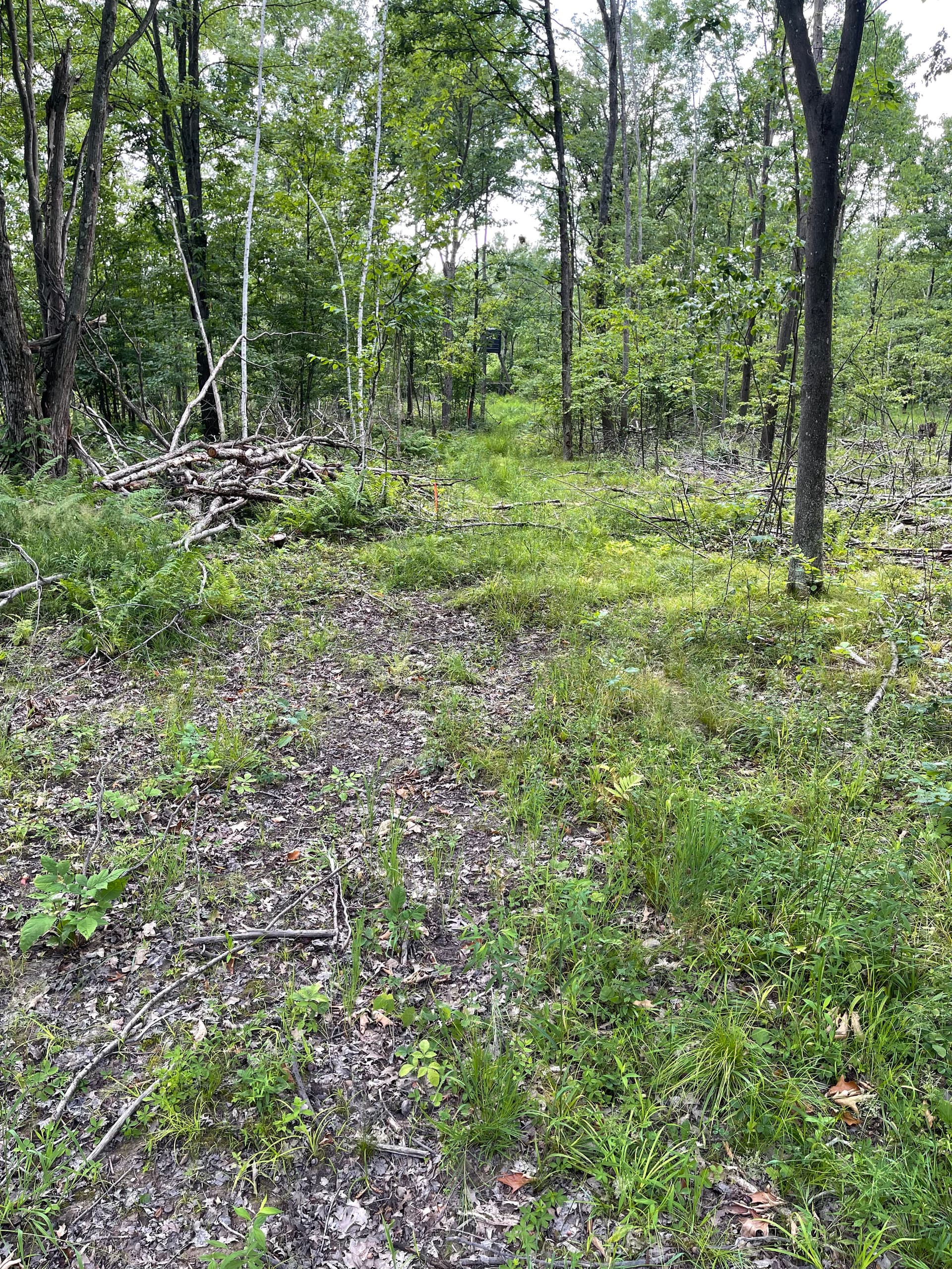 Gallery photos for Forestry Mulching Cleans Up Logging Trails Near Neillsville: Image #6
