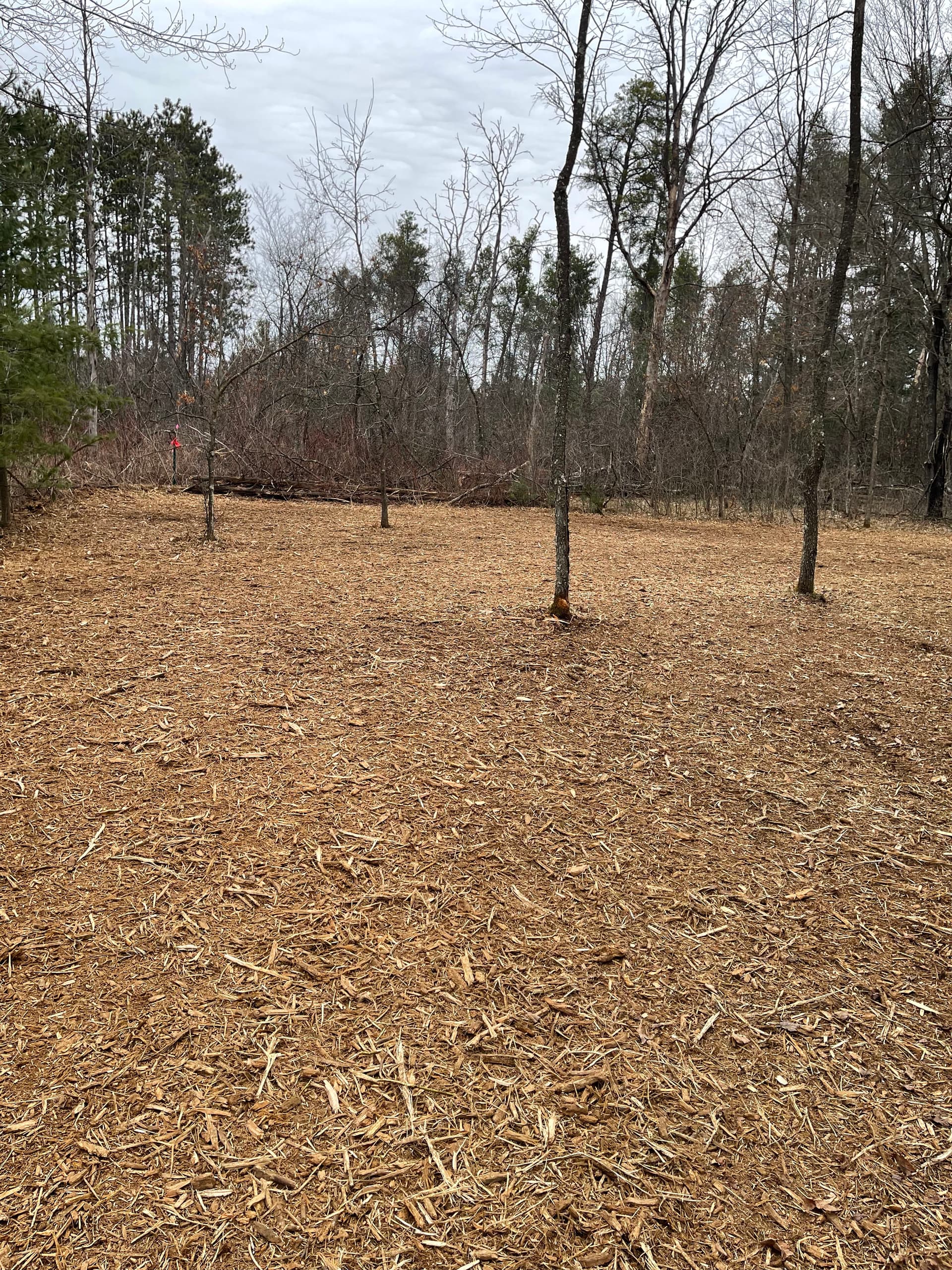 Gallery photos for Thick Brush Cleared Near Lake DuBay with Forestry Mulching: Image #5