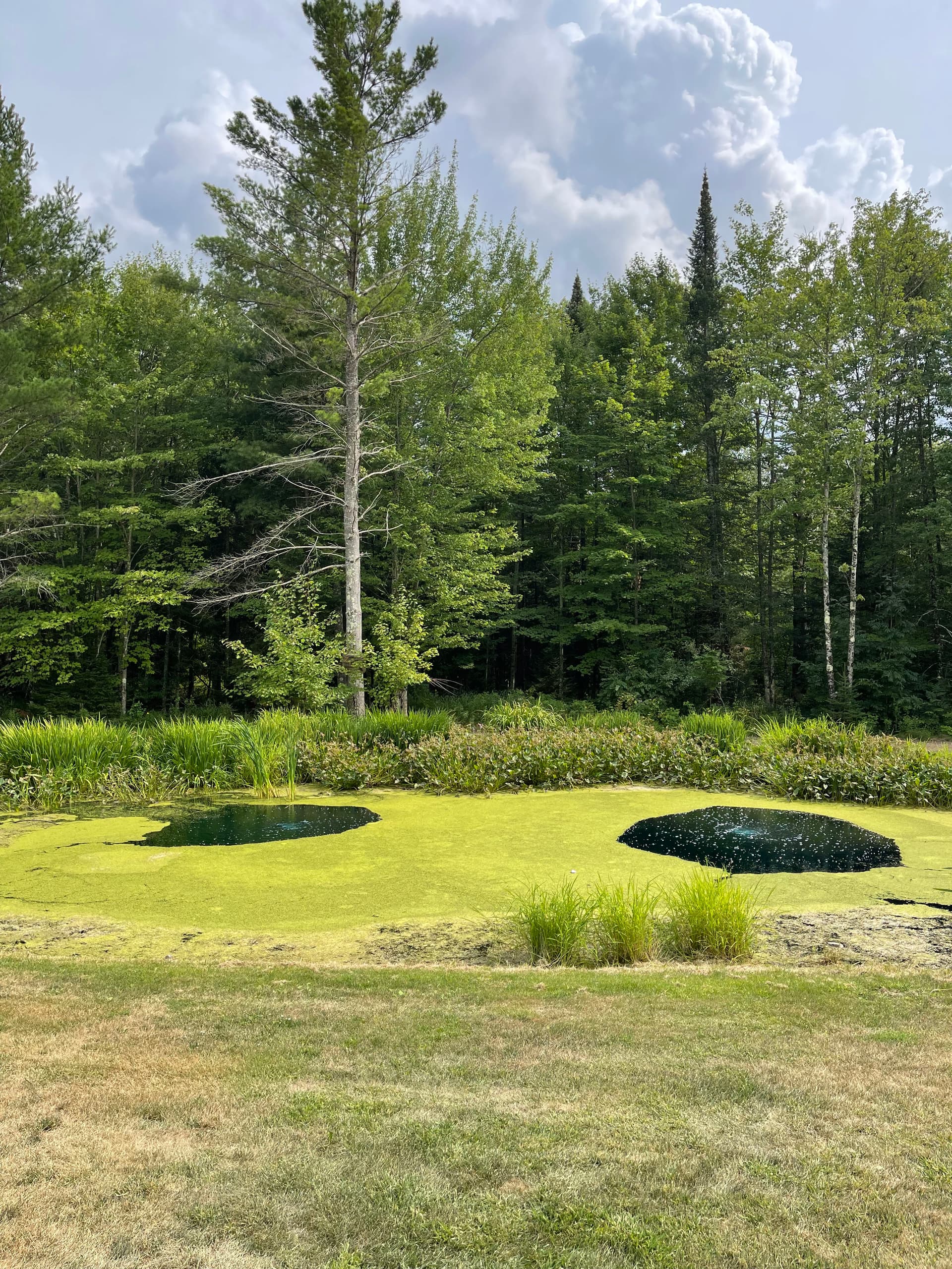 Gallery photos for Pond Clean-Out and Vegetation Removal in Wausau: Image #2