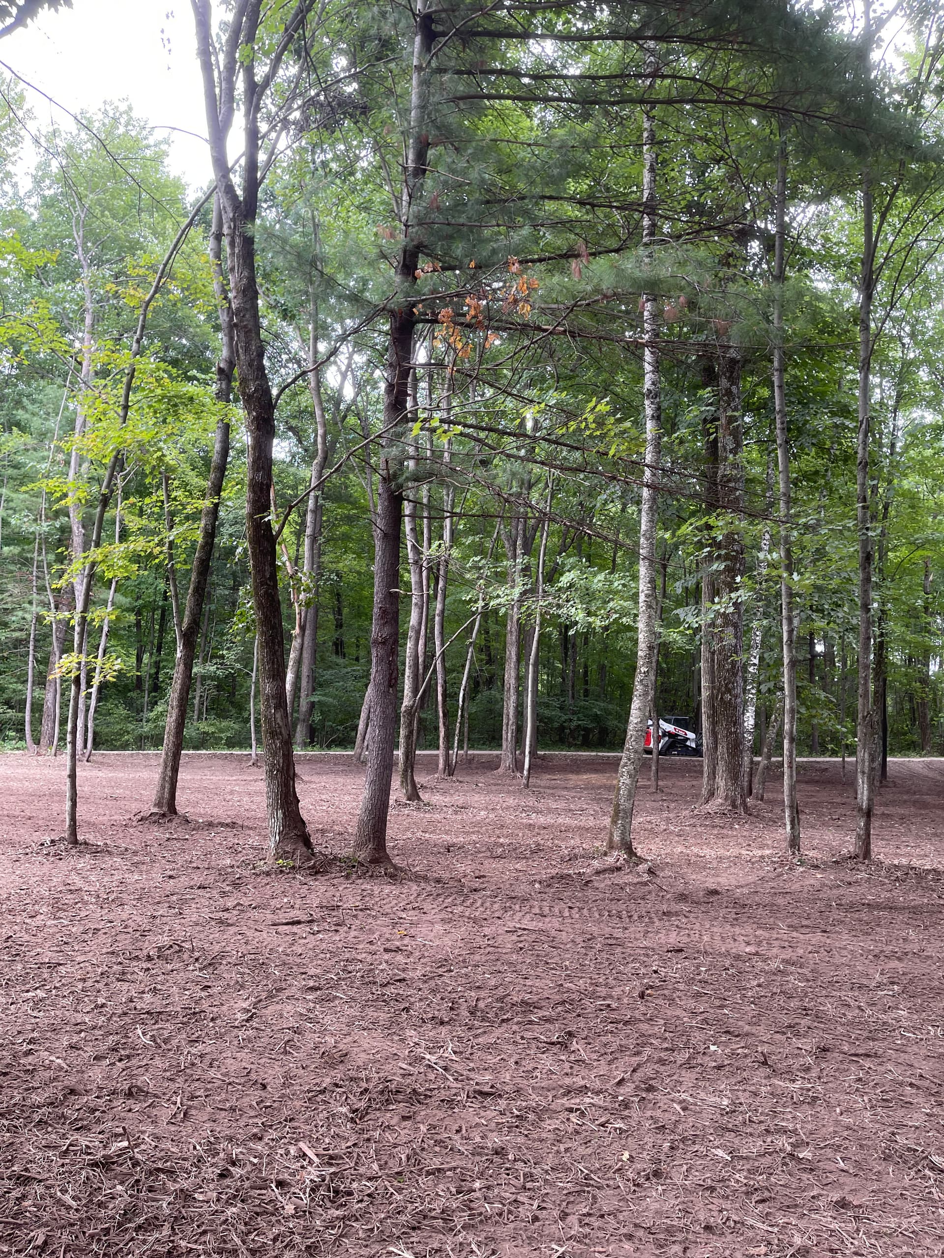 Gallery photos for Forestry Mulching Opens Up Overgrown Front Yard Near Pallen Lake: Image #3