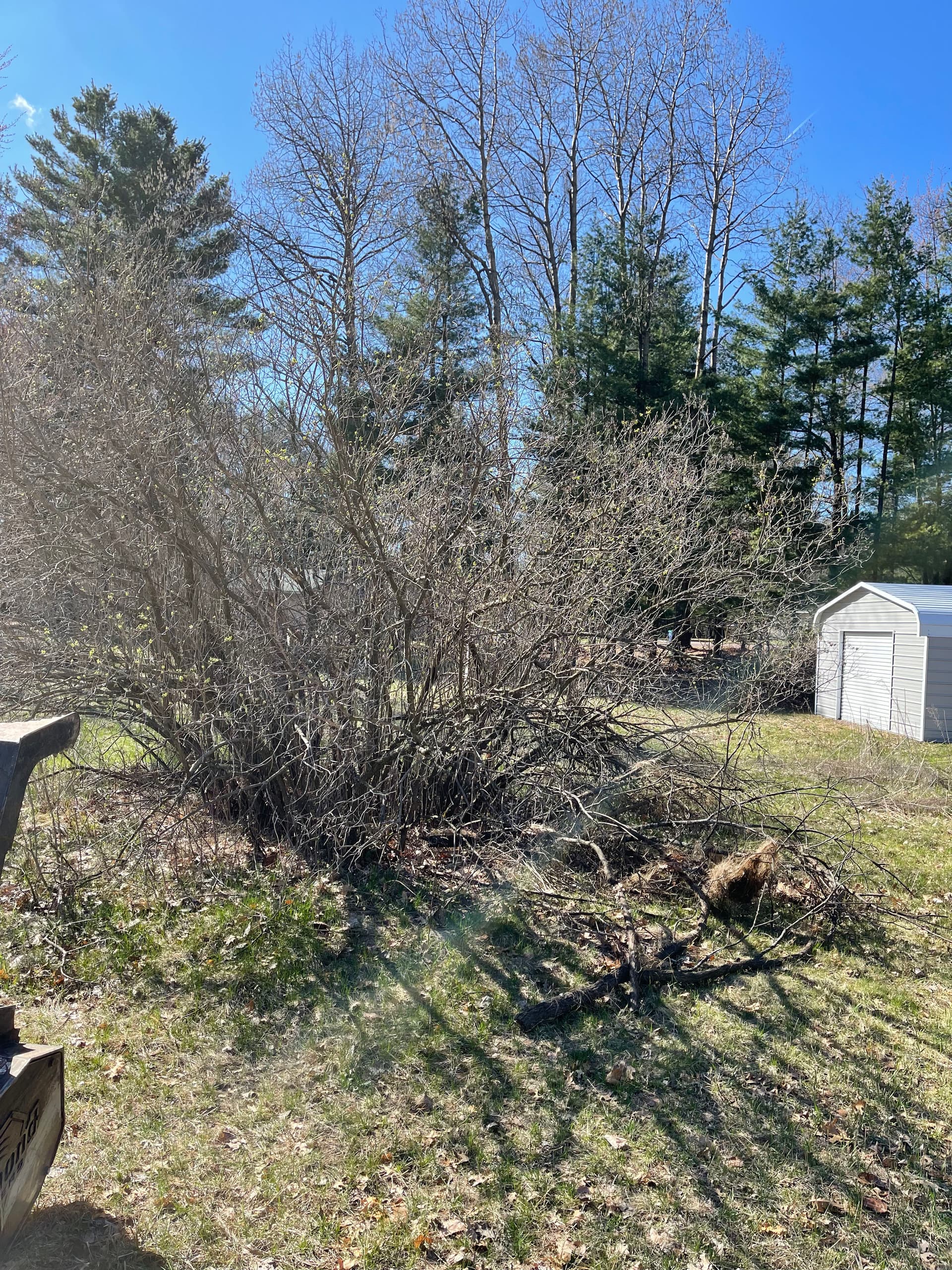 Gallery photos for Forestry Mulching Brush Clearing on Lake DuBay: Image #6