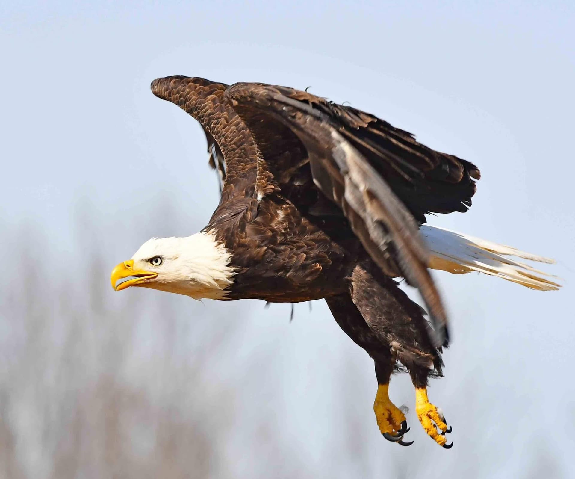 Gallery photos for Delivering Christmas Trees to Support Wildlife in Antigo: Image #4