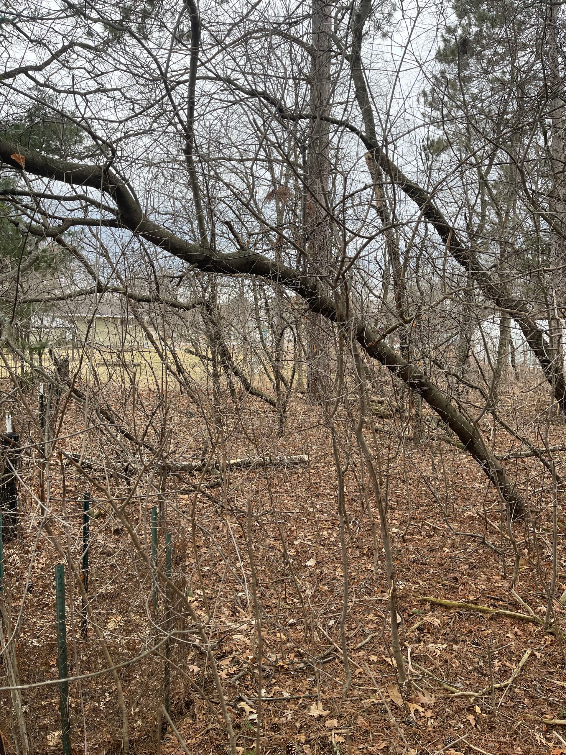 Gallery photos for Backyard Forestry Mulching in Weston: Image #1