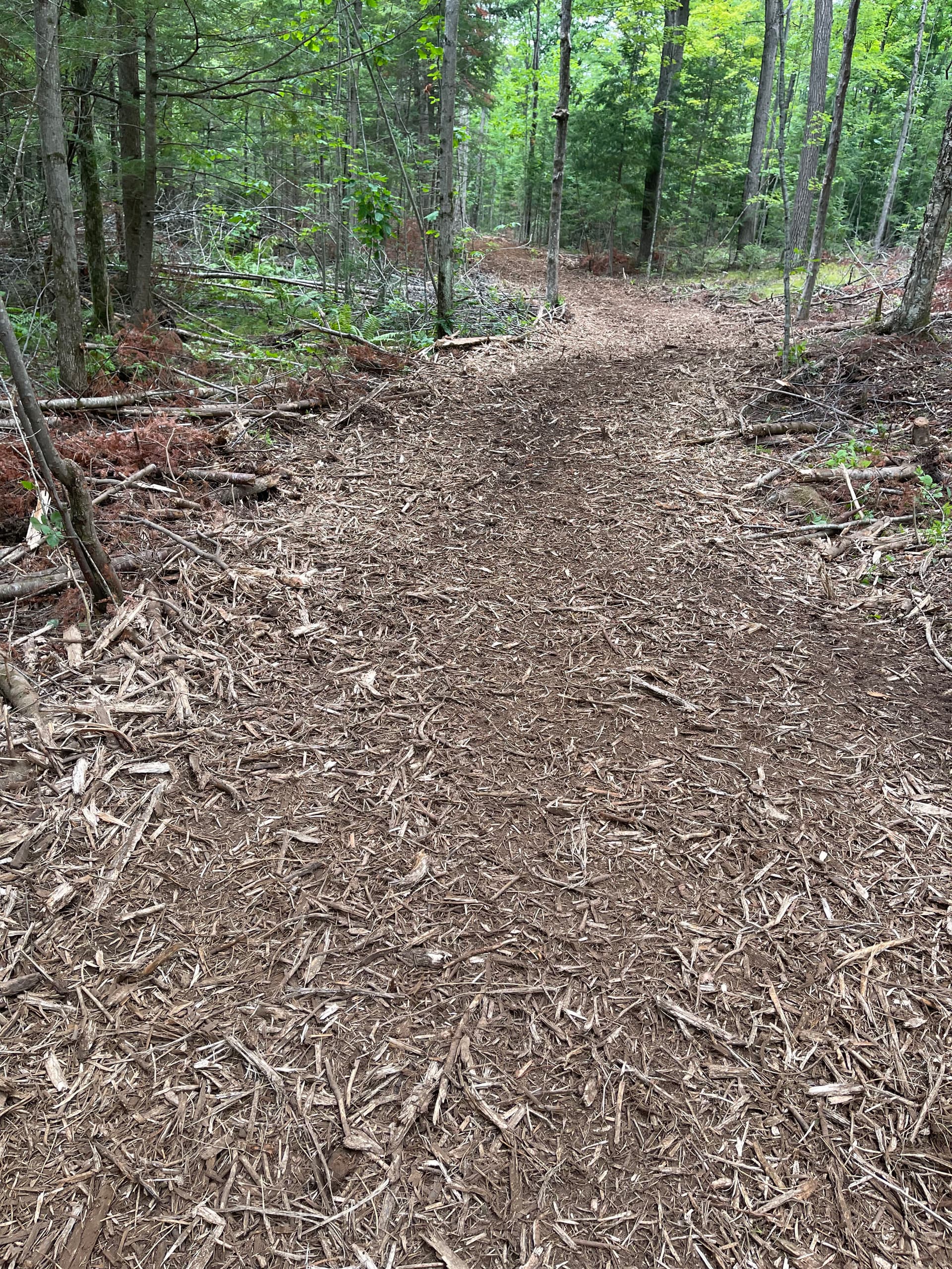 Gallery photos for Timber Slash Mulching Clears a Usable Trail in Rib Lake: Image #2