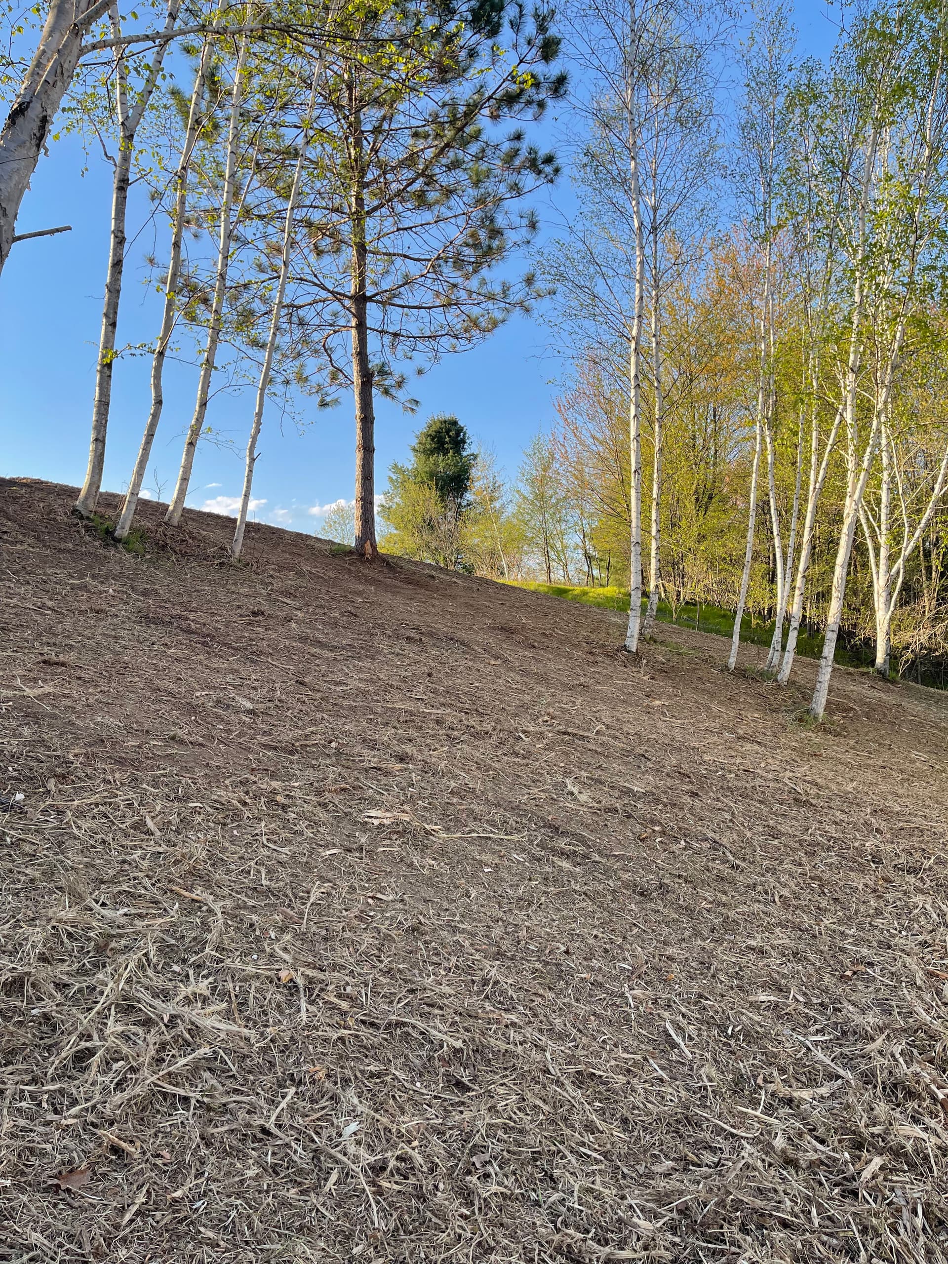 Gallery photos for Overgrown Hillside Cleanup in Hatley WI Done Right: Image #7