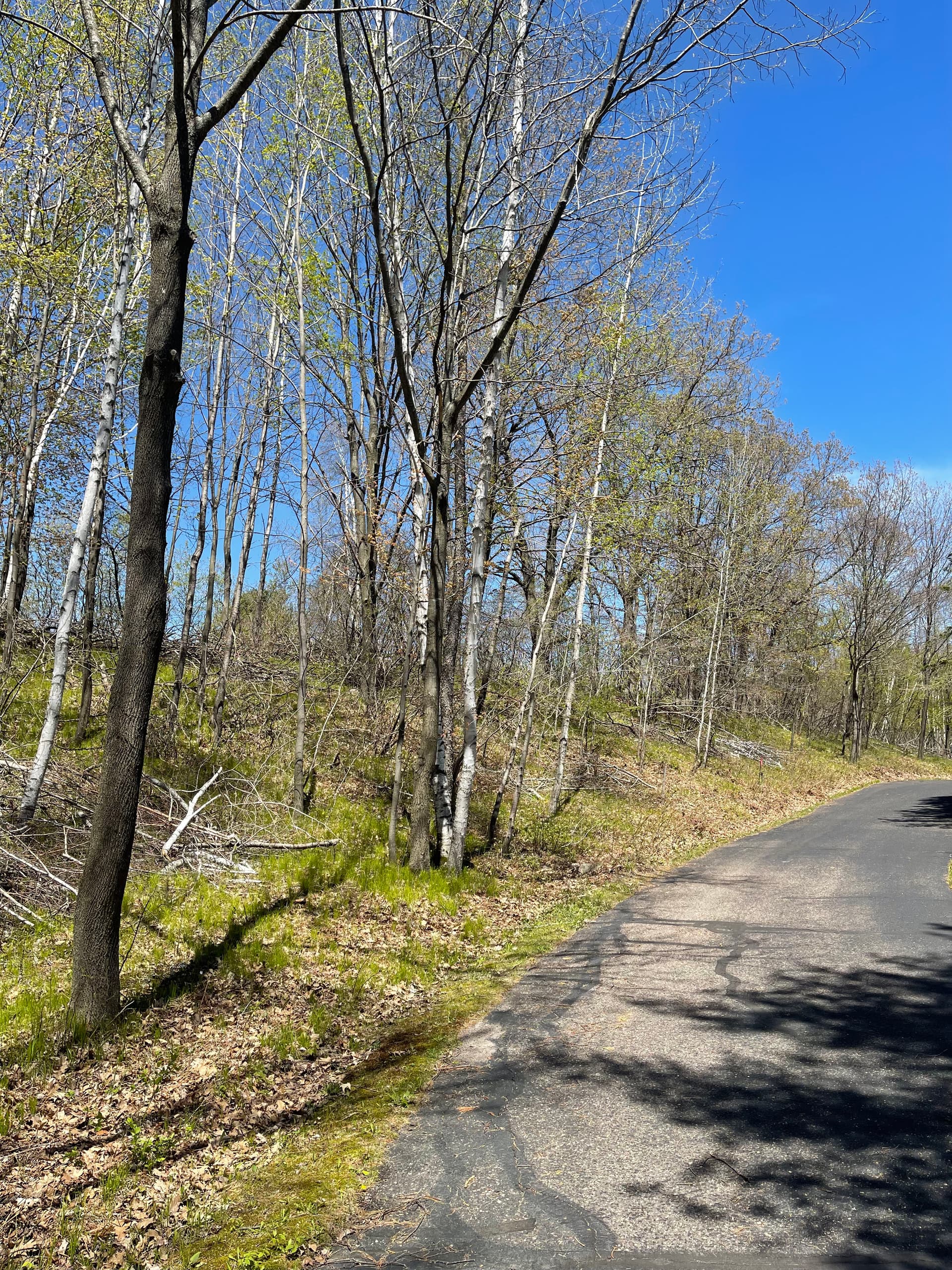 Gallery photos for Overgrown Hillside Cleanup in Hatley WI Done Right: Image #6