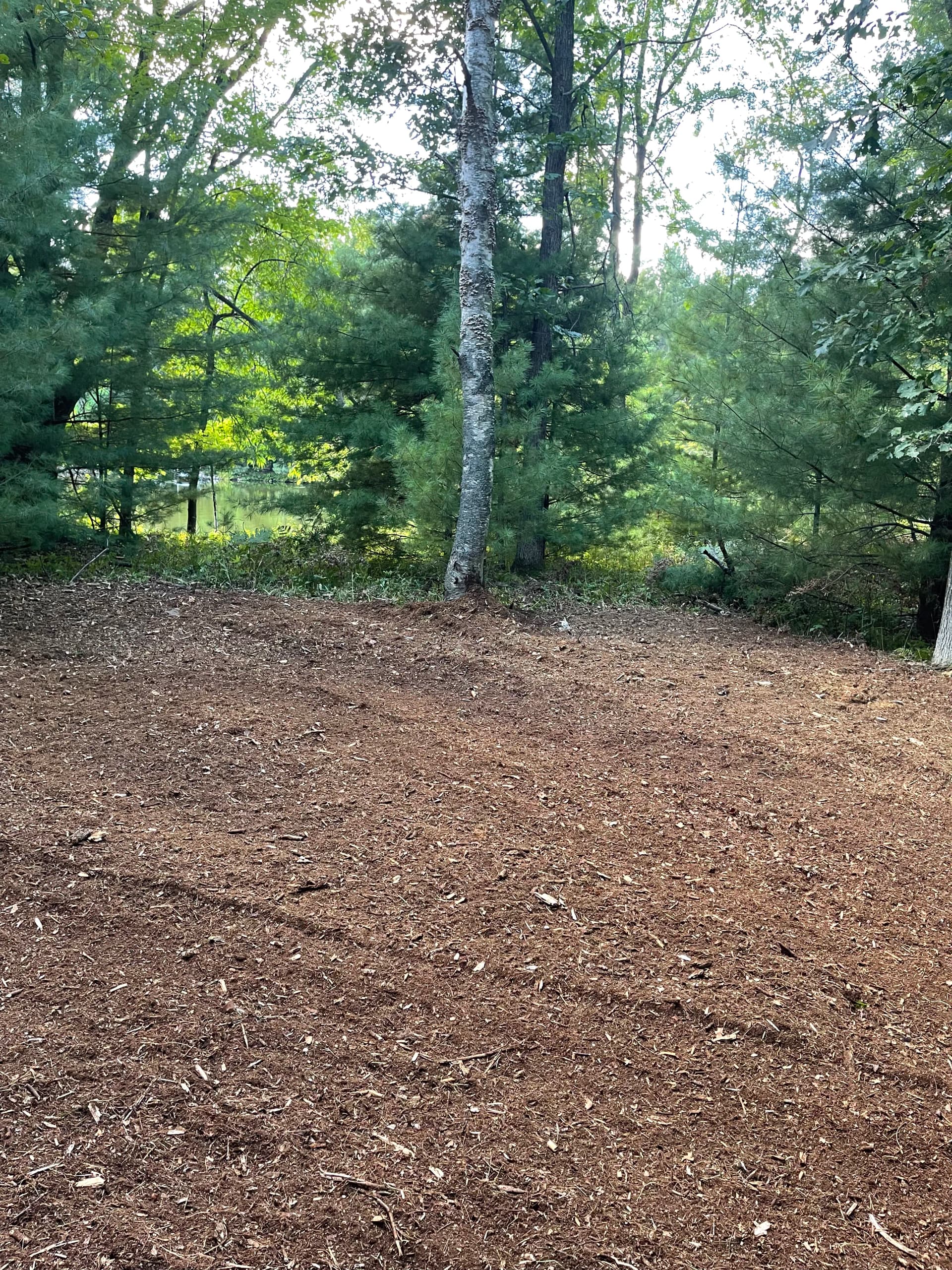 Gallery photos for Forestry Mulching Clears Overgrown Lake DuBay Shoreline in Mosinee: Image #7