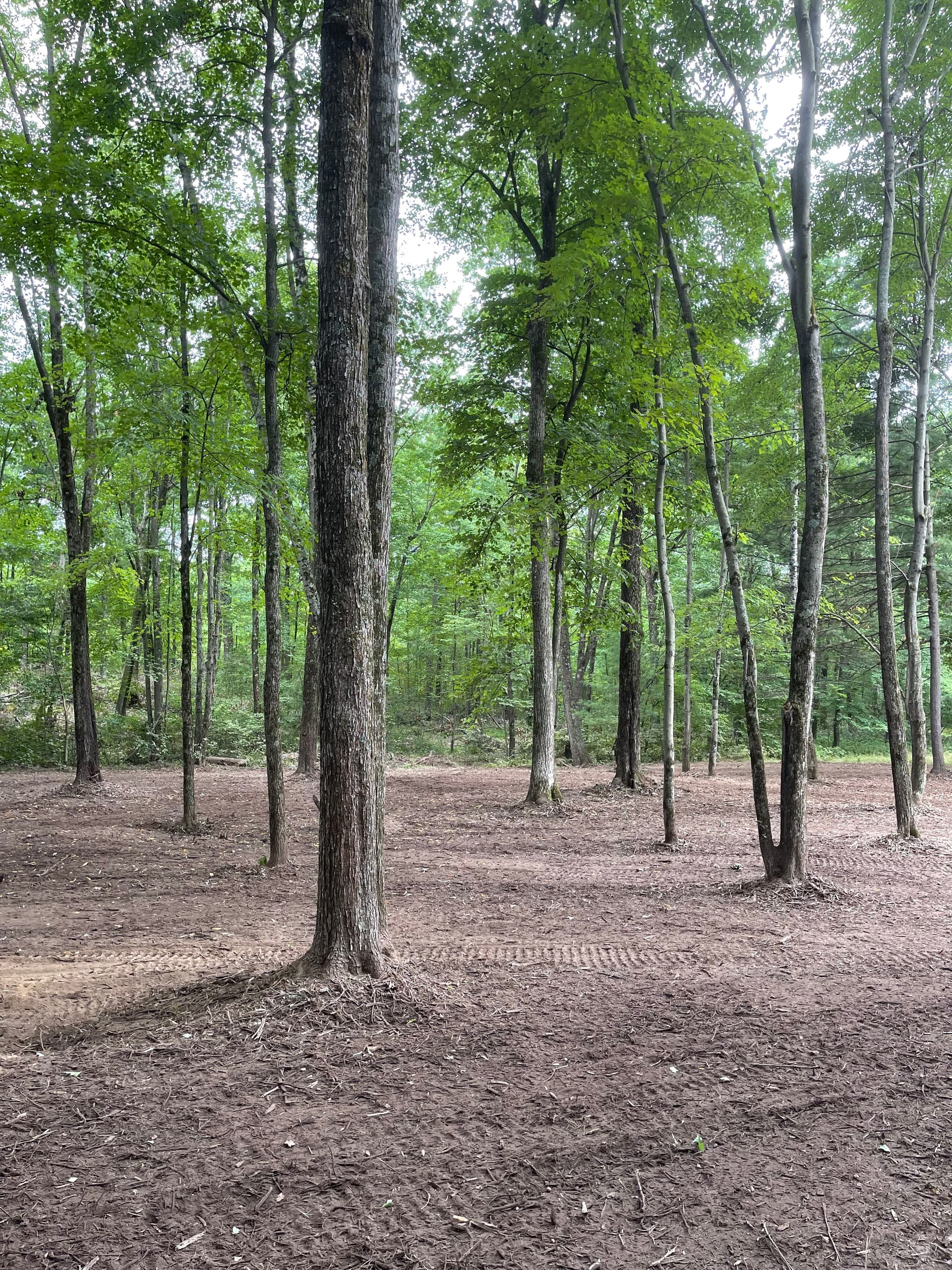 Gallery photos for Forestry Mulching Opens Up Overgrown Front Yard Near Pallen Lake: Image #8