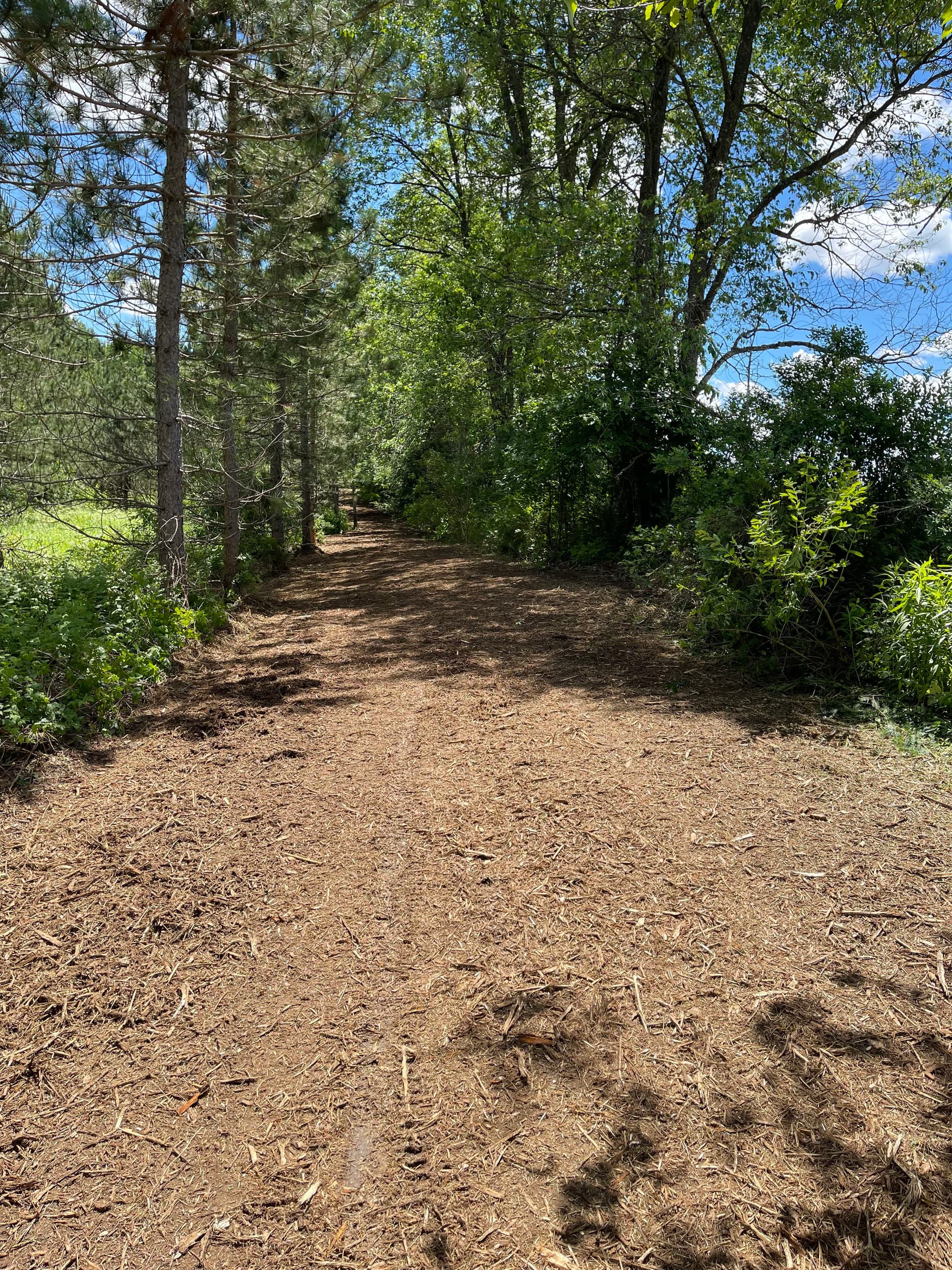 Forestry Mulching That Turns Overgrown Land Into Usable Trails image