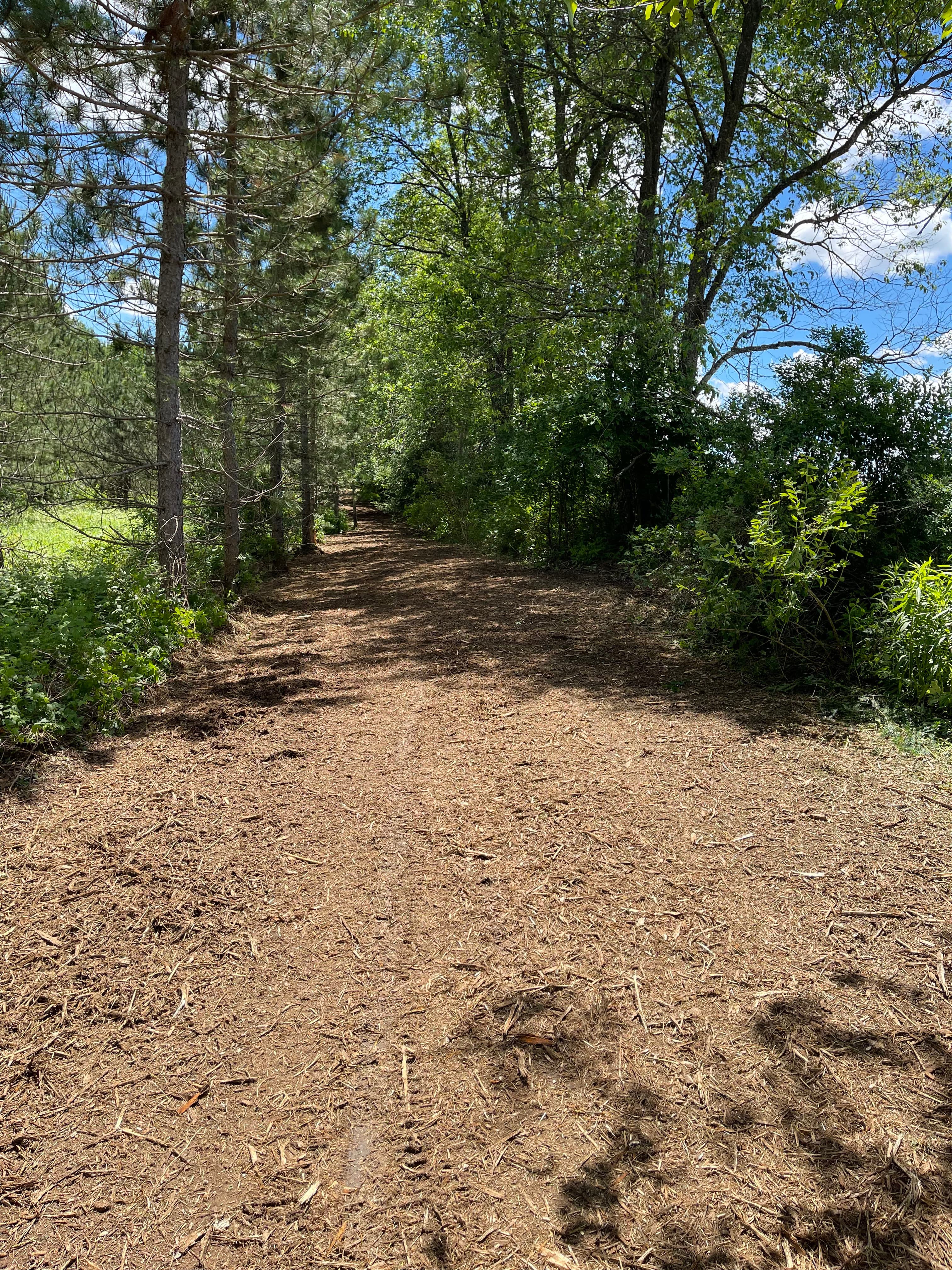 Project Forestry Mulching That Turns Overgrown Land Into Usable Trails image