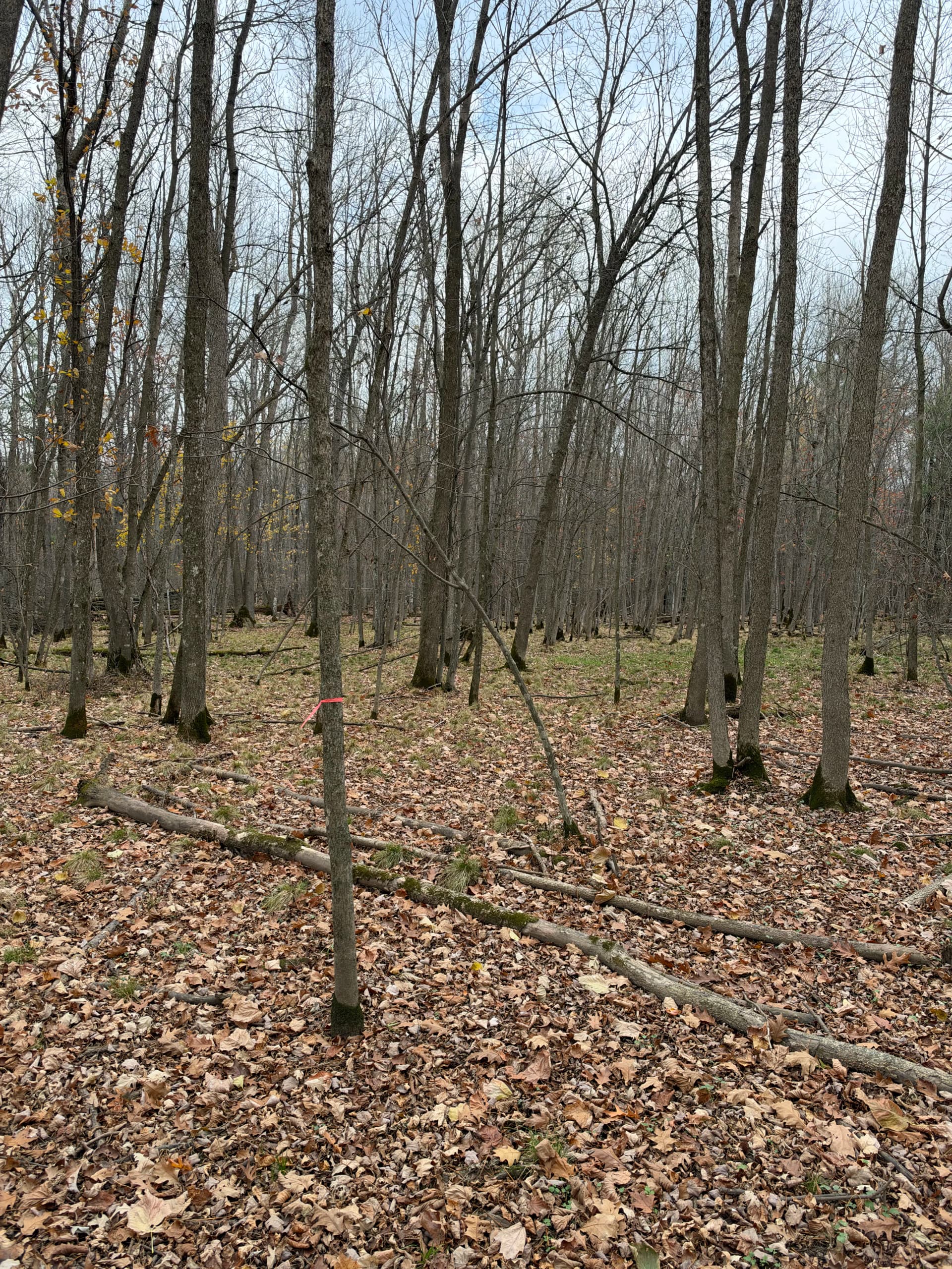 Gallery photos for Forestry Mulching Clears Wooded Trails on a Loyal Farm: Image #6