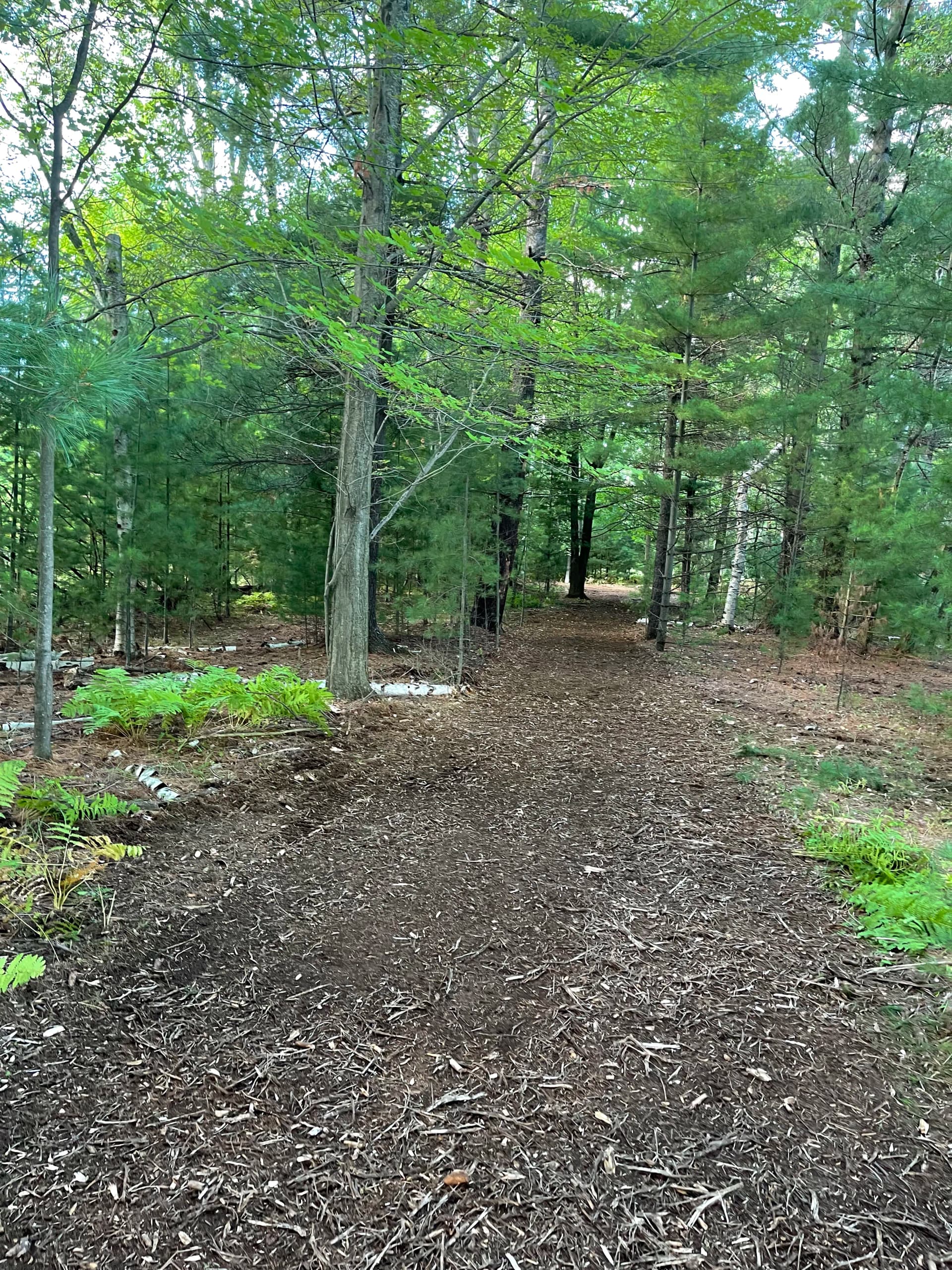 Forestry Mulching Clears Overgrown Lake DuBay Shoreline in Mosinee image