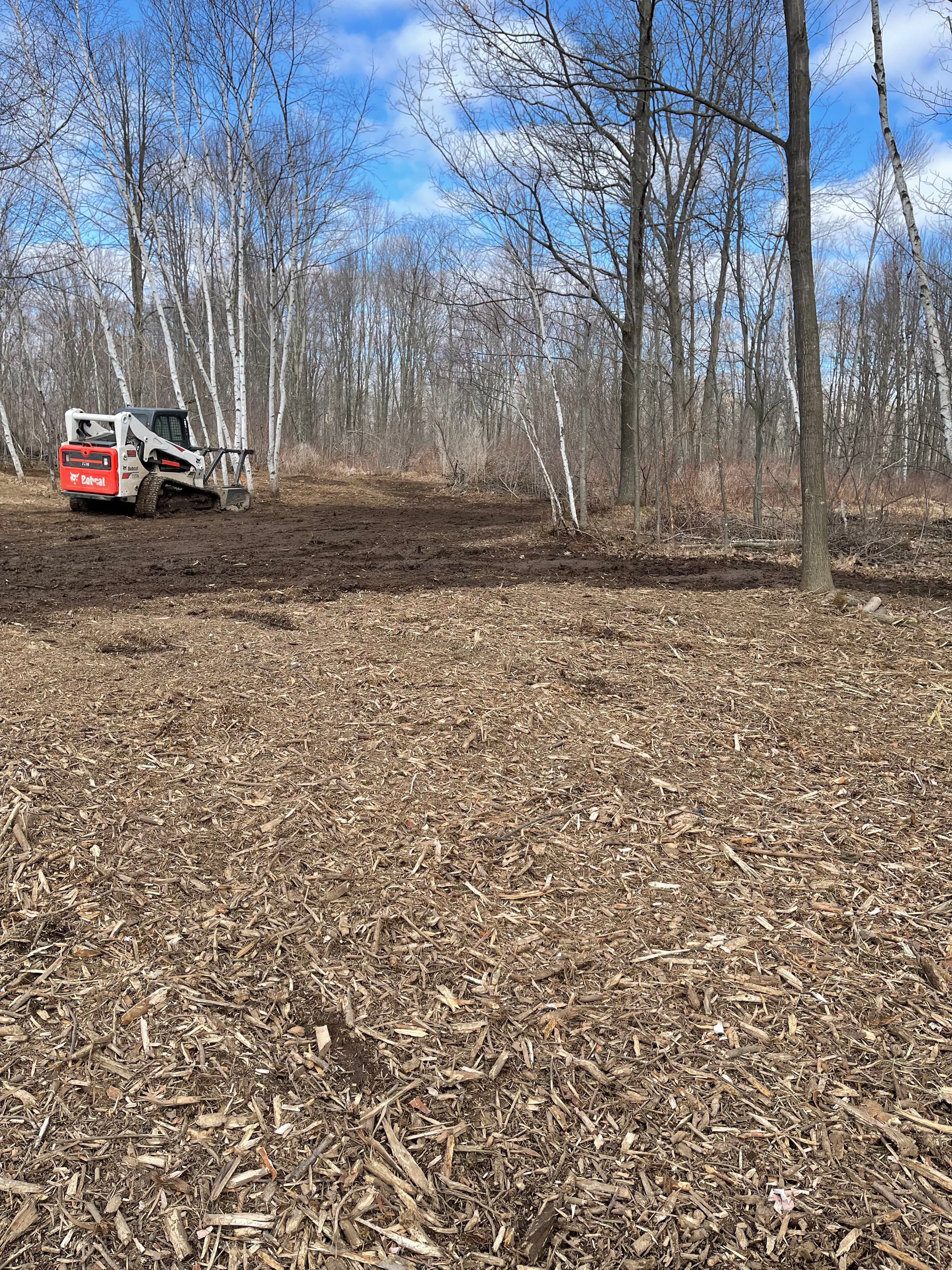 Project Thick Woods Cleared and Opened Up in Mosinee image