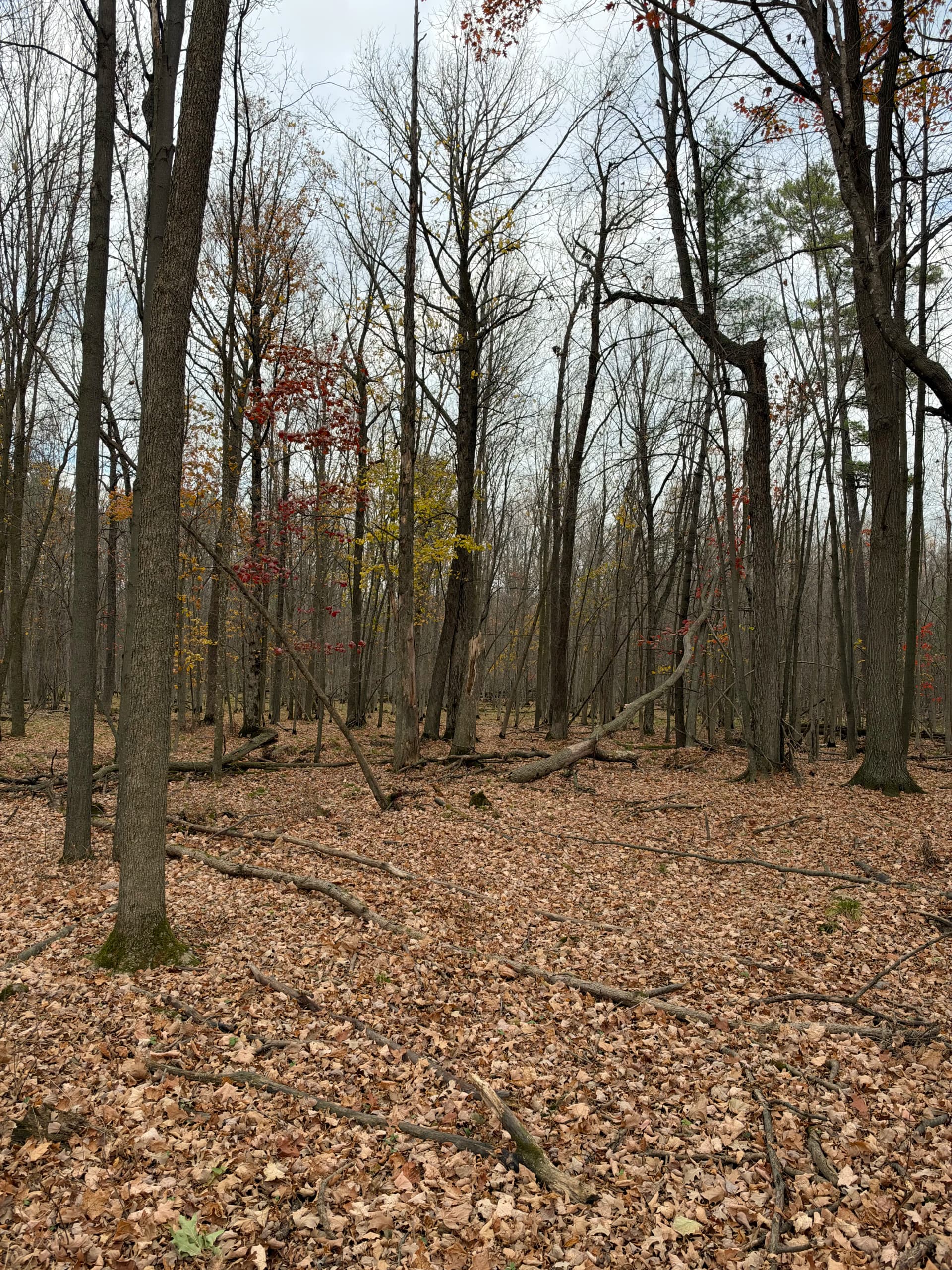 Gallery photos for Forestry Mulching Clears Wooded Trails on a Loyal Farm: Image #7