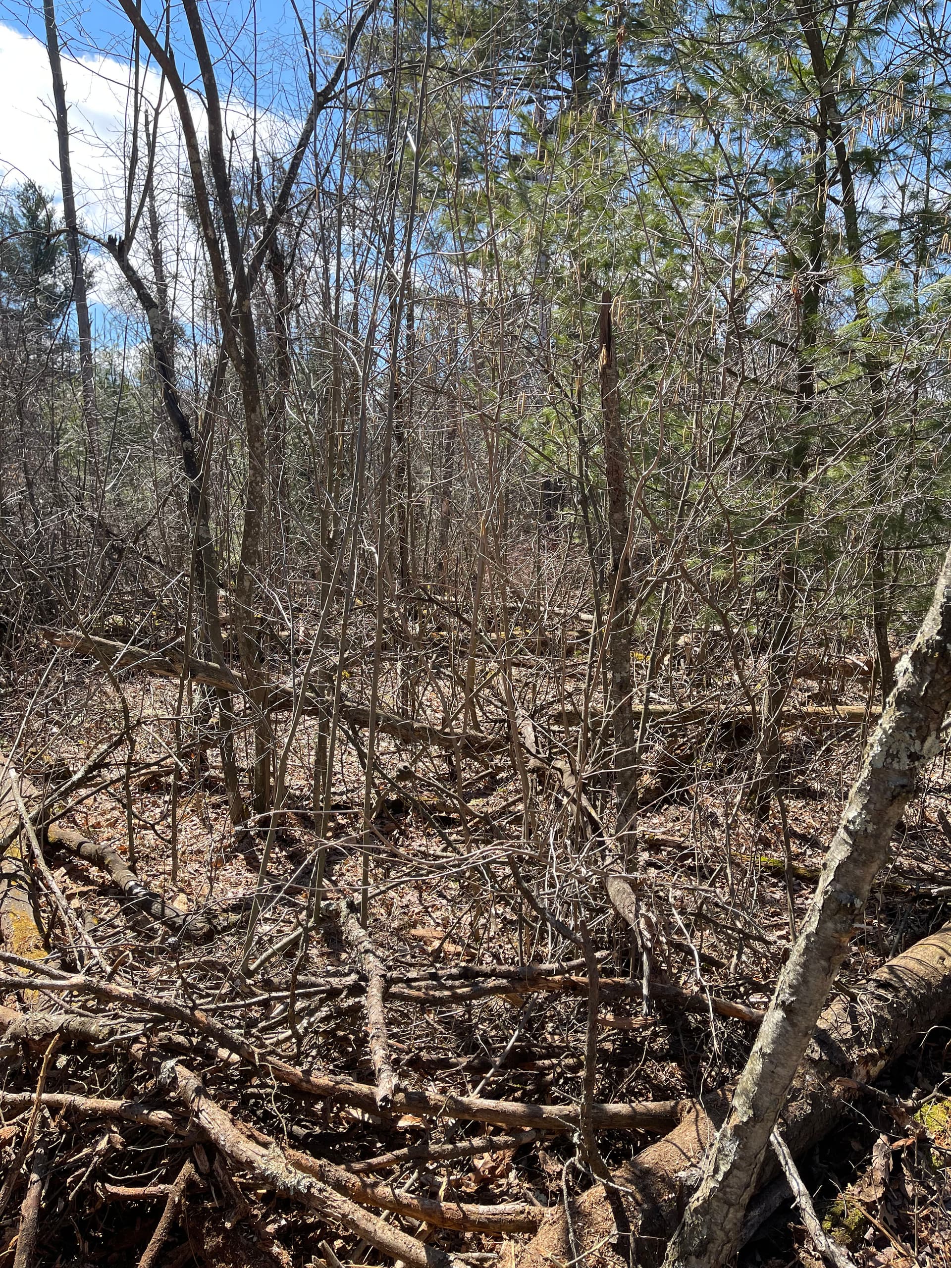 Gallery photos for Thick Brush Cleared Near Lake DuBay with Forestry Mulching: Image #4