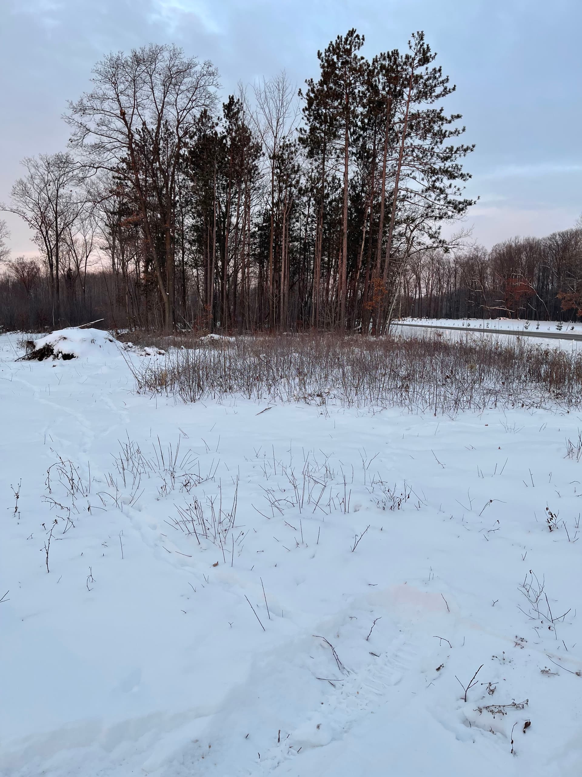 Gallery photos for Forestry Mulching and Land Clearing in Snowy Mosinee: Image #2