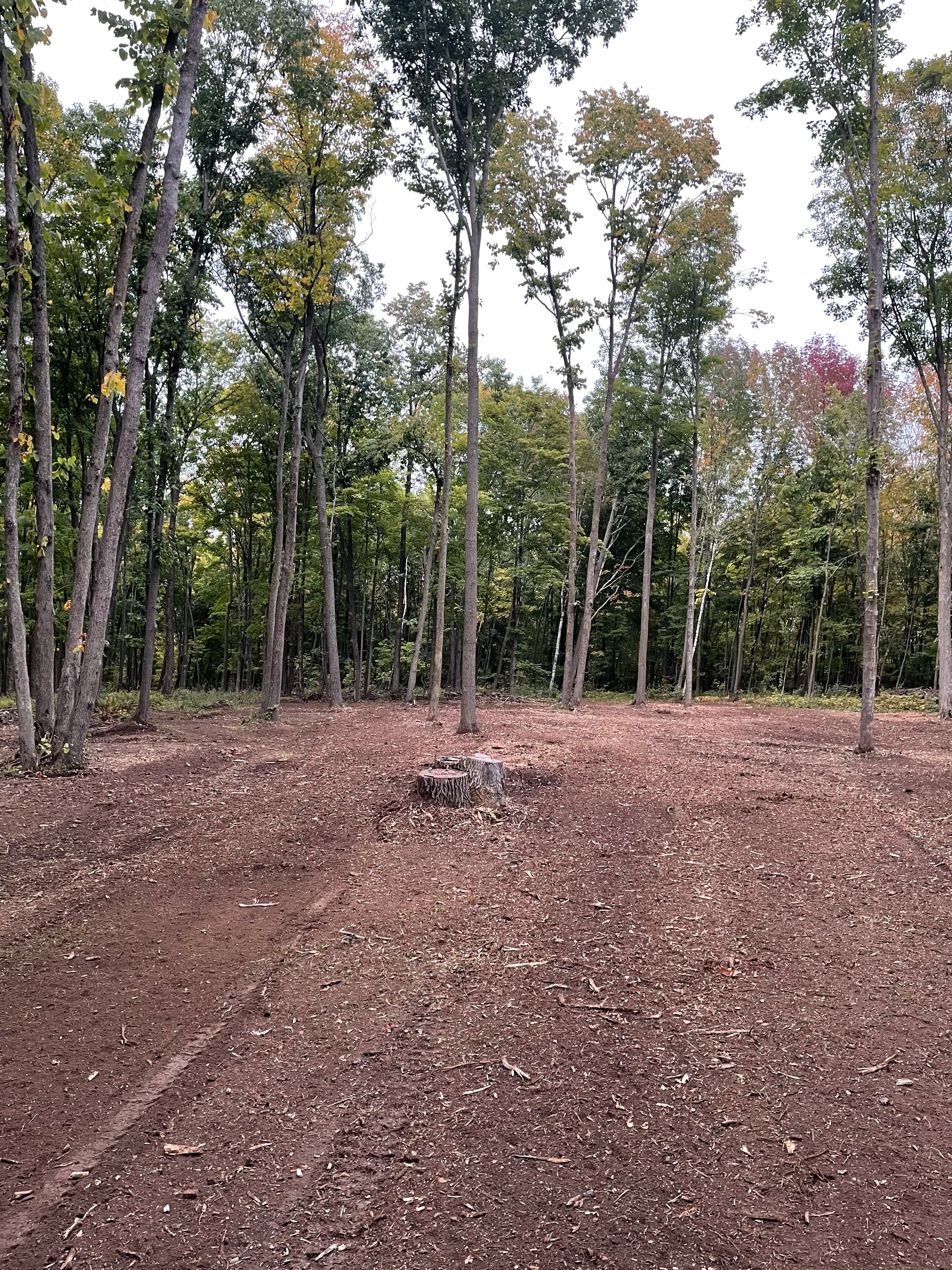 Project Forestry Mulching Clears Thick Brush at Wausau Skeet & Trap Club image
