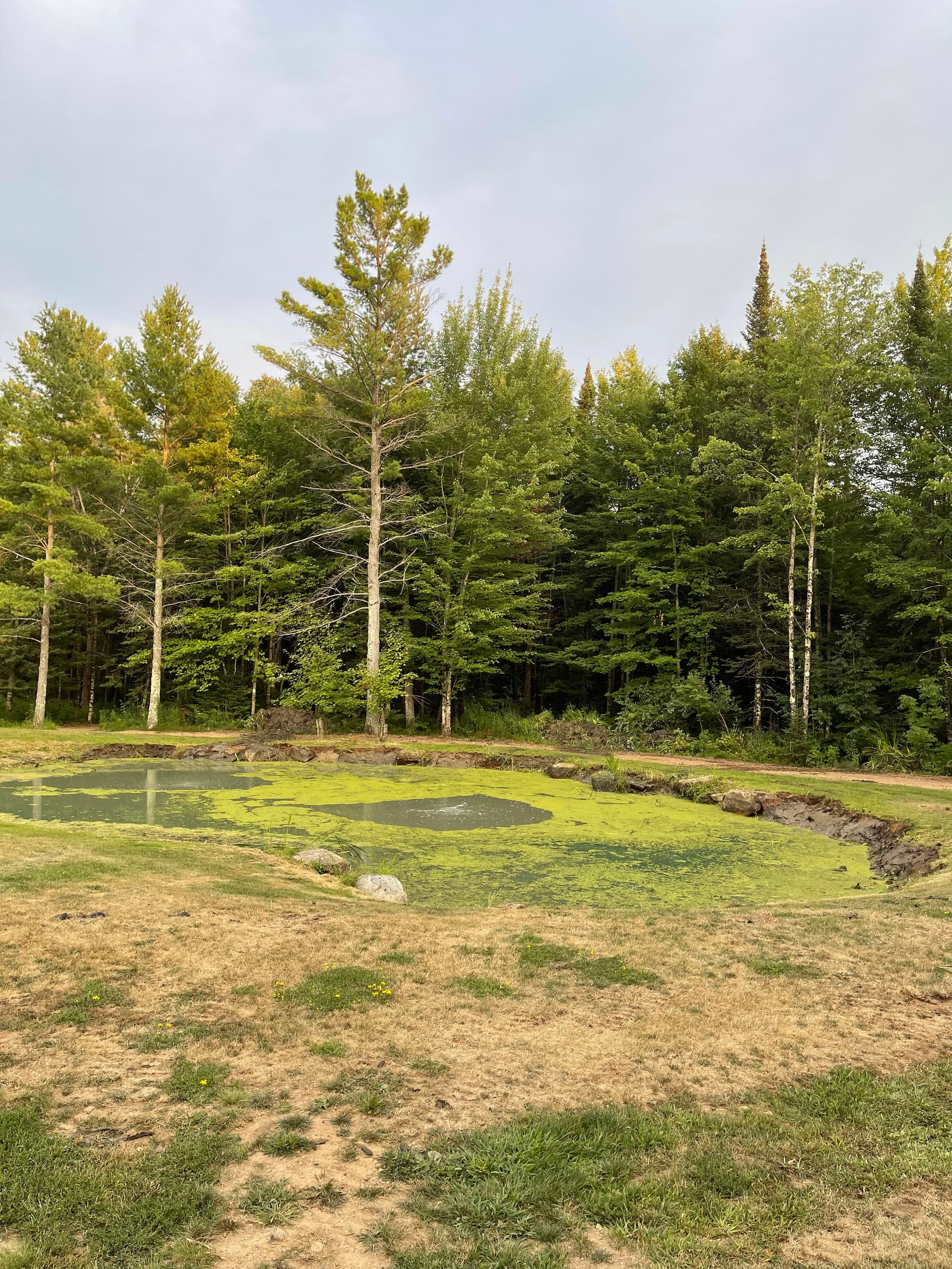 Pond Clean-Out and Vegetation Removal in Wausau image