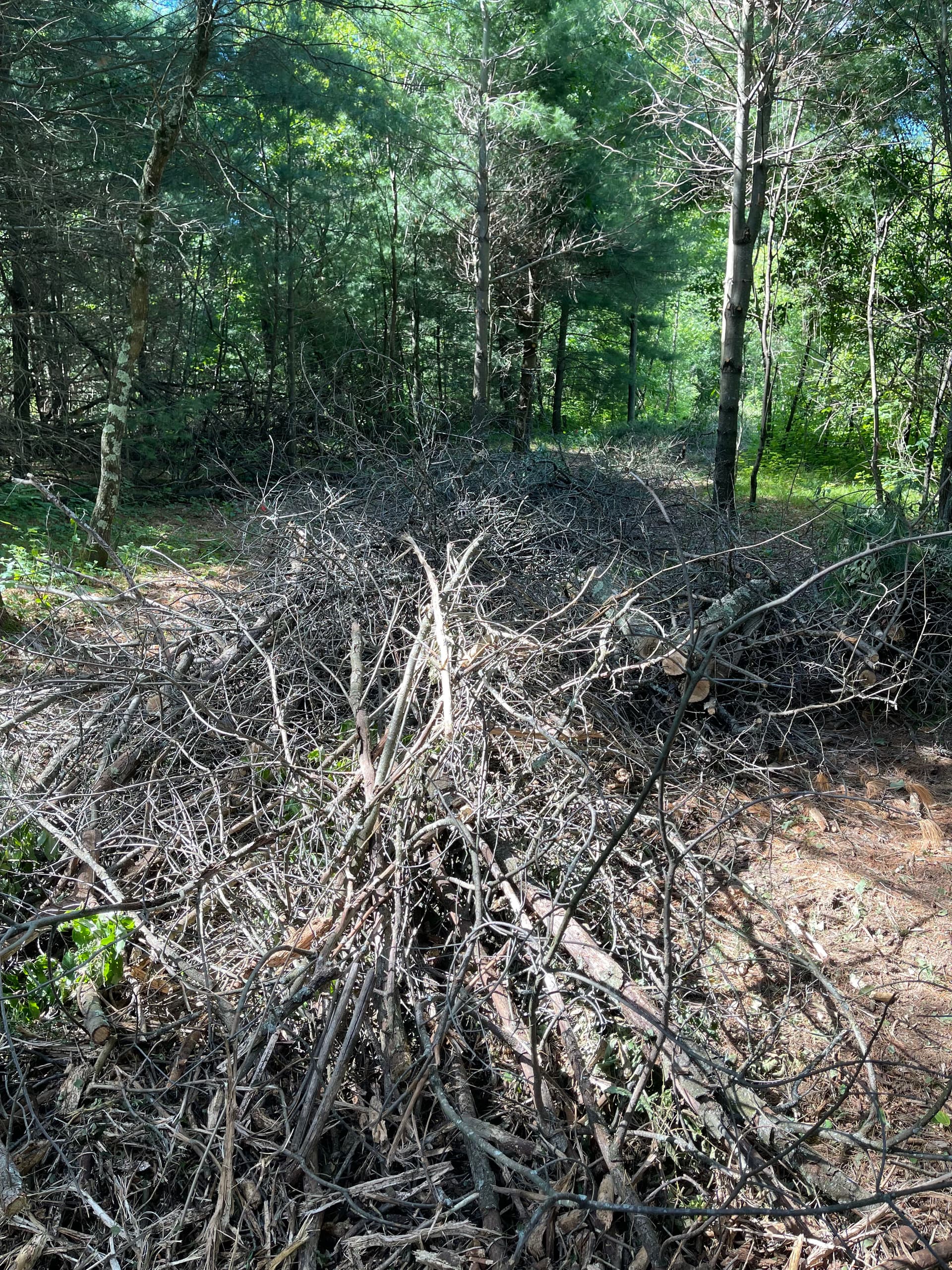 Gallery photos for Forestry Mulching Opens Up Fresh Trails Near Lake DuBay: Image #5