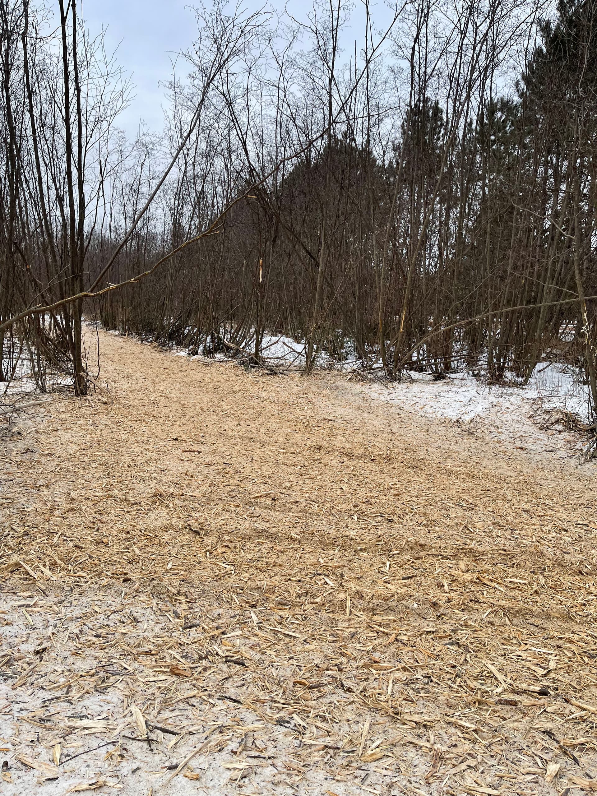 Gallery photos for Crafting Clear Paths Through Winter Woodlands: Image #3