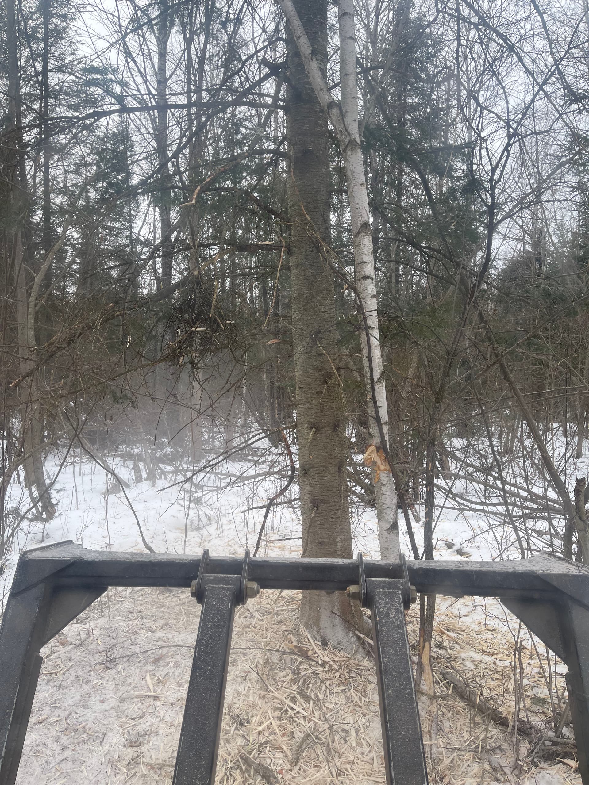 Gallery photos for Forest Trail Creation in Mosinee: Image #3