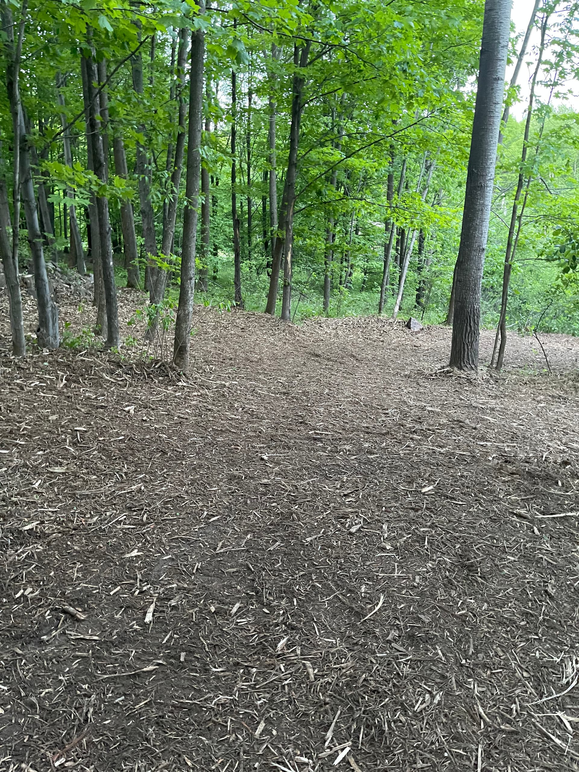 Gallery photos for Forestry Mulching and Log Cleanup in Rib Mountain: Image #1