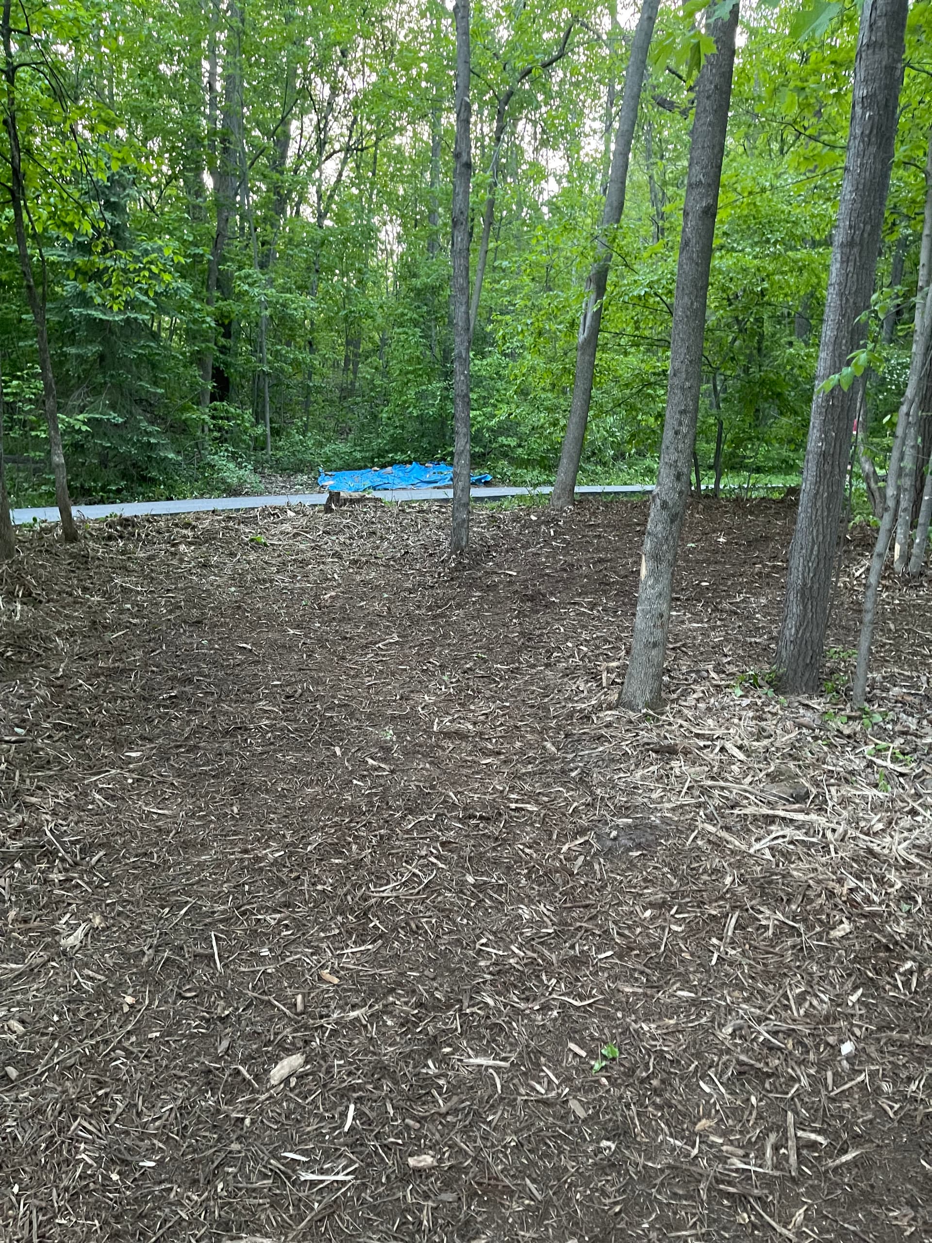 Gallery photos for Forestry Mulching and Log Cleanup in Rib Mountain: Image #5