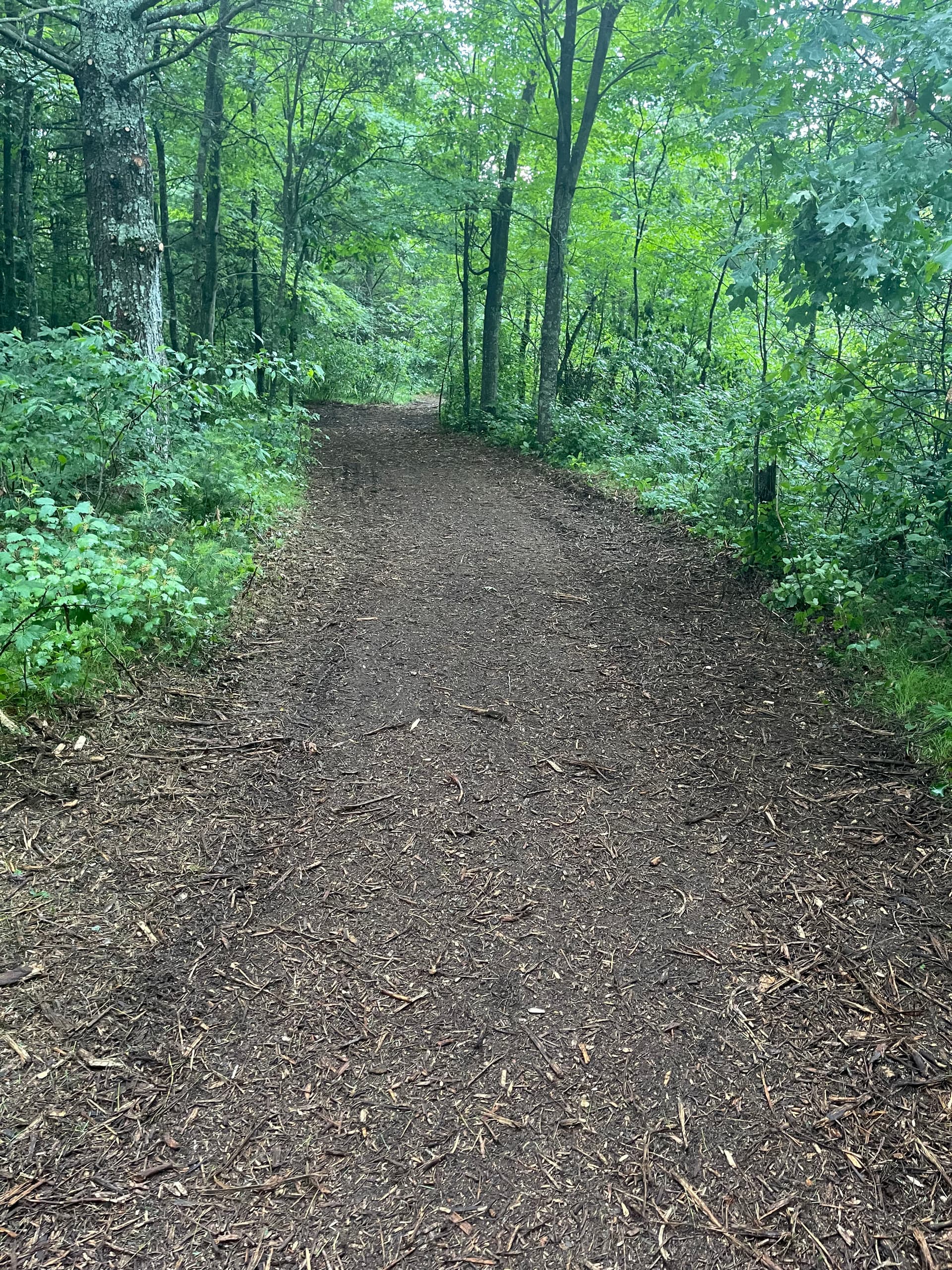 Gallery photos for Forestry Mulching Opens Up Fresh Trails Near Lake DuBay: Image #1