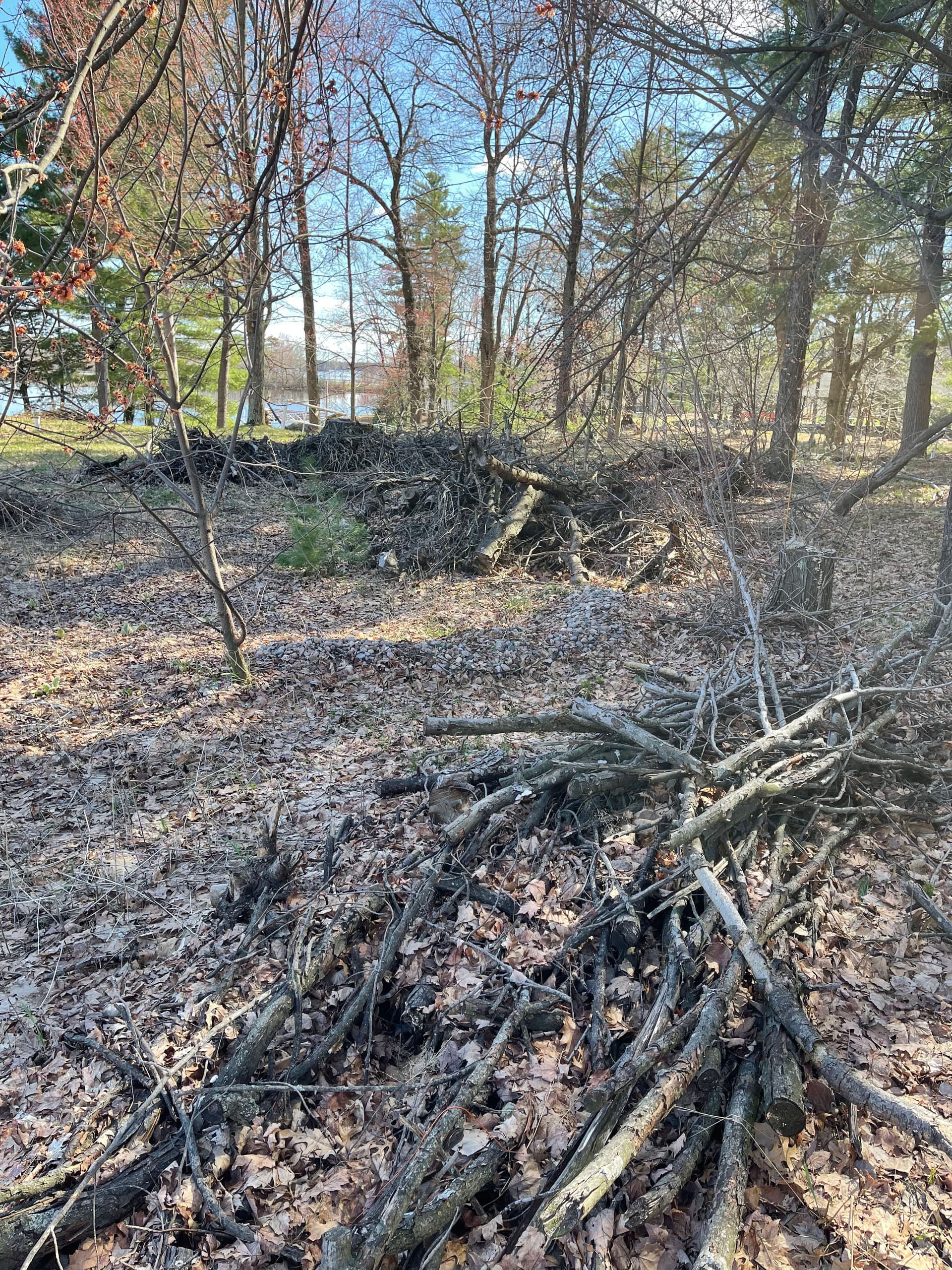 Gallery photos for Forestry Mulching Brush Clearing on Lake DuBay: Image #1