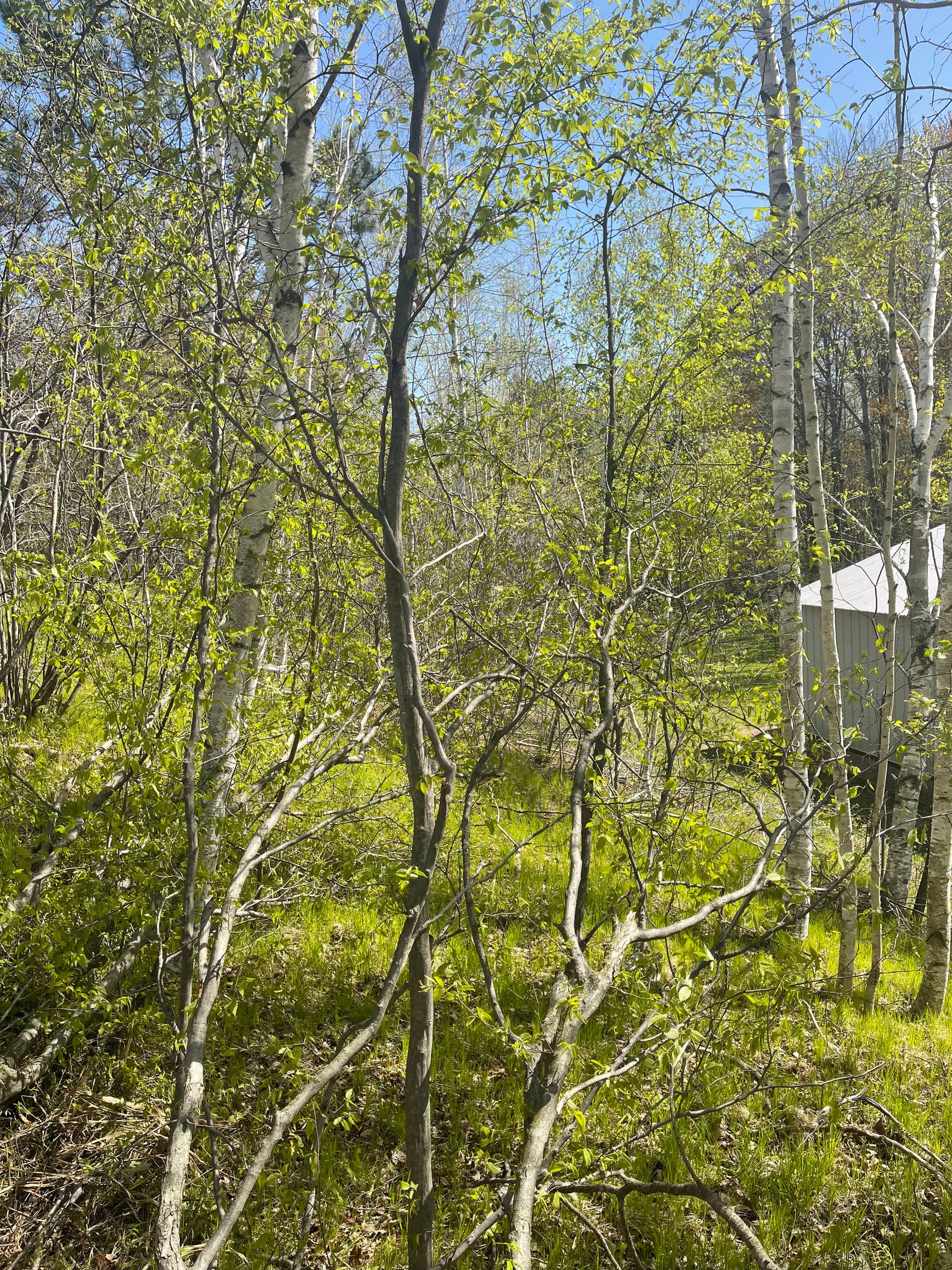 Gallery photos for Overgrown Hillside Cleanup in Hatley WI Done Right: Image #5