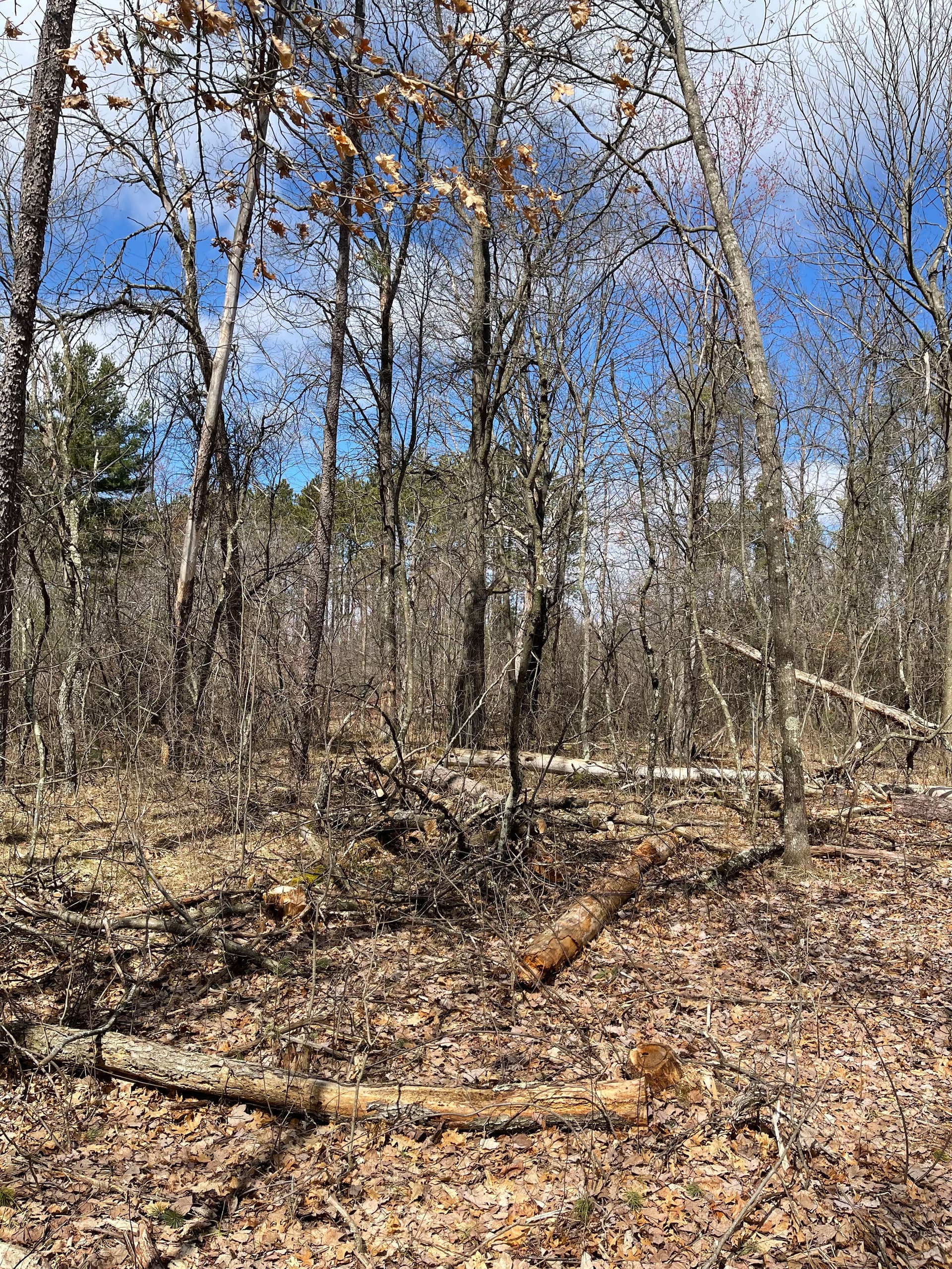 Gallery photos for Thick Brush Cleared Near Lake DuBay with Forestry Mulching: Image #3