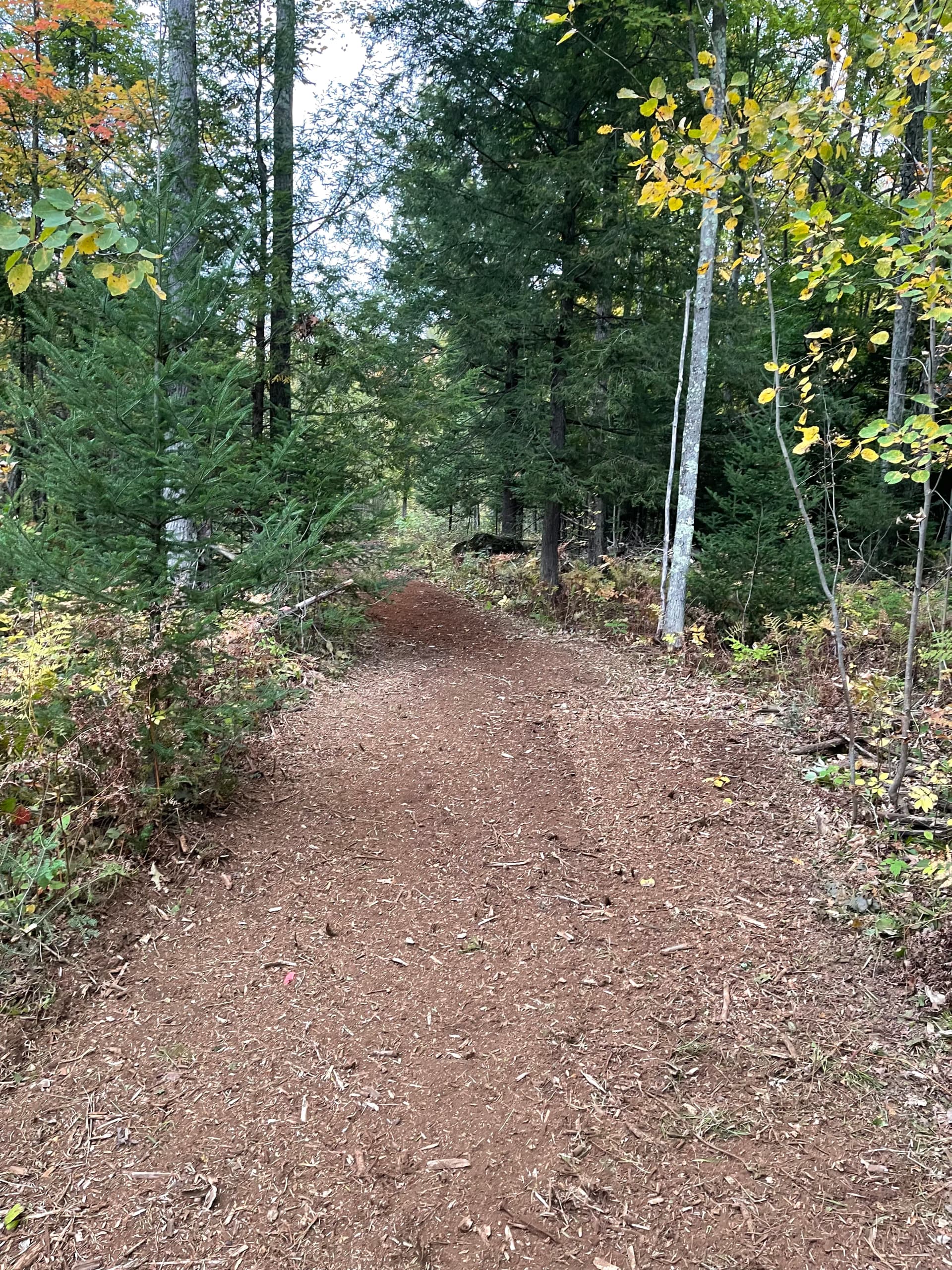 Gallery photos for Forestry Mulching Opens Up Fresh Trails in Weston/Ringle: Image #6