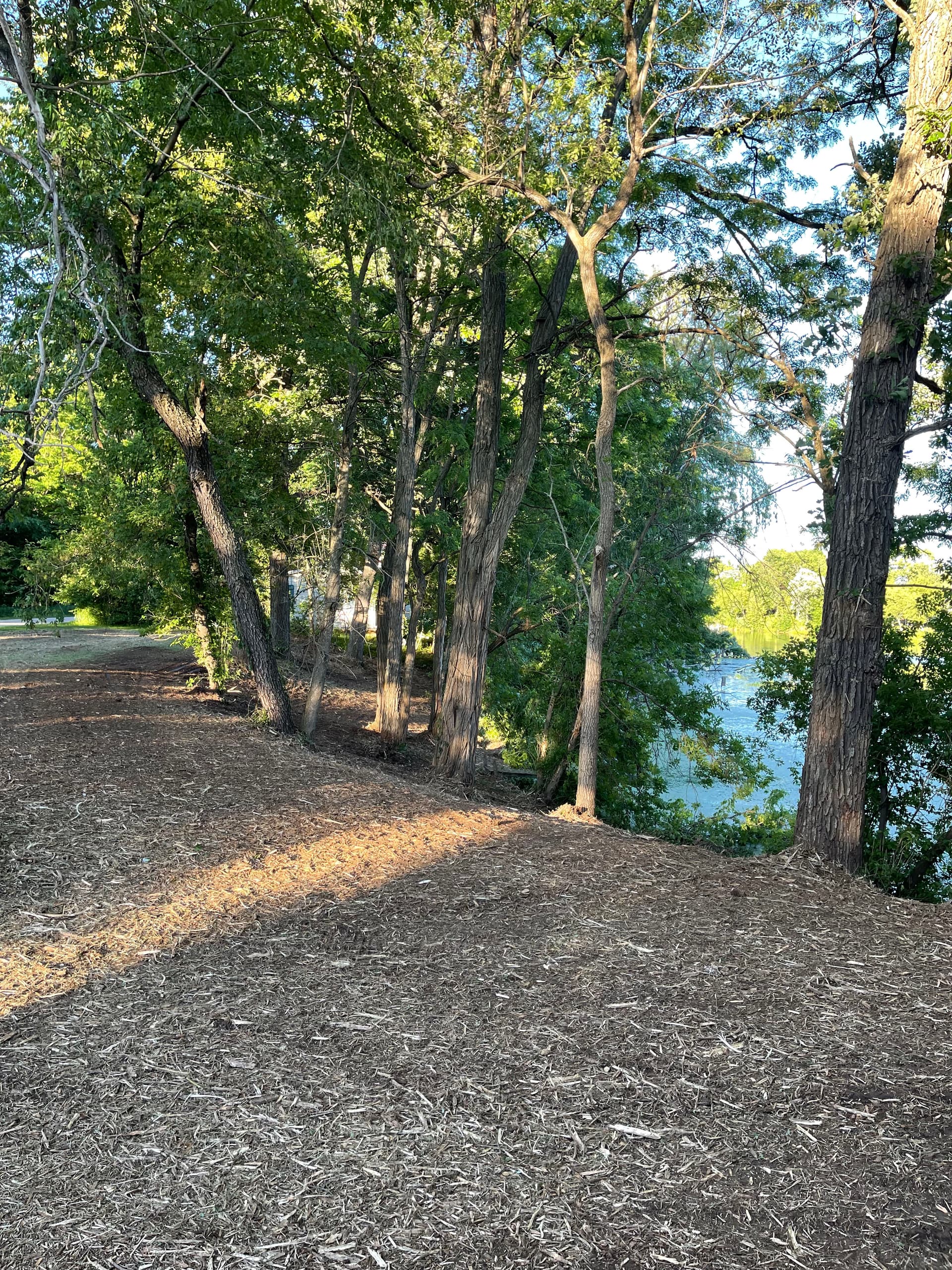 Gallery photos for Forestry Mulching Cleans Up Overgrown Riverfront Property in Mosinee: Image #7