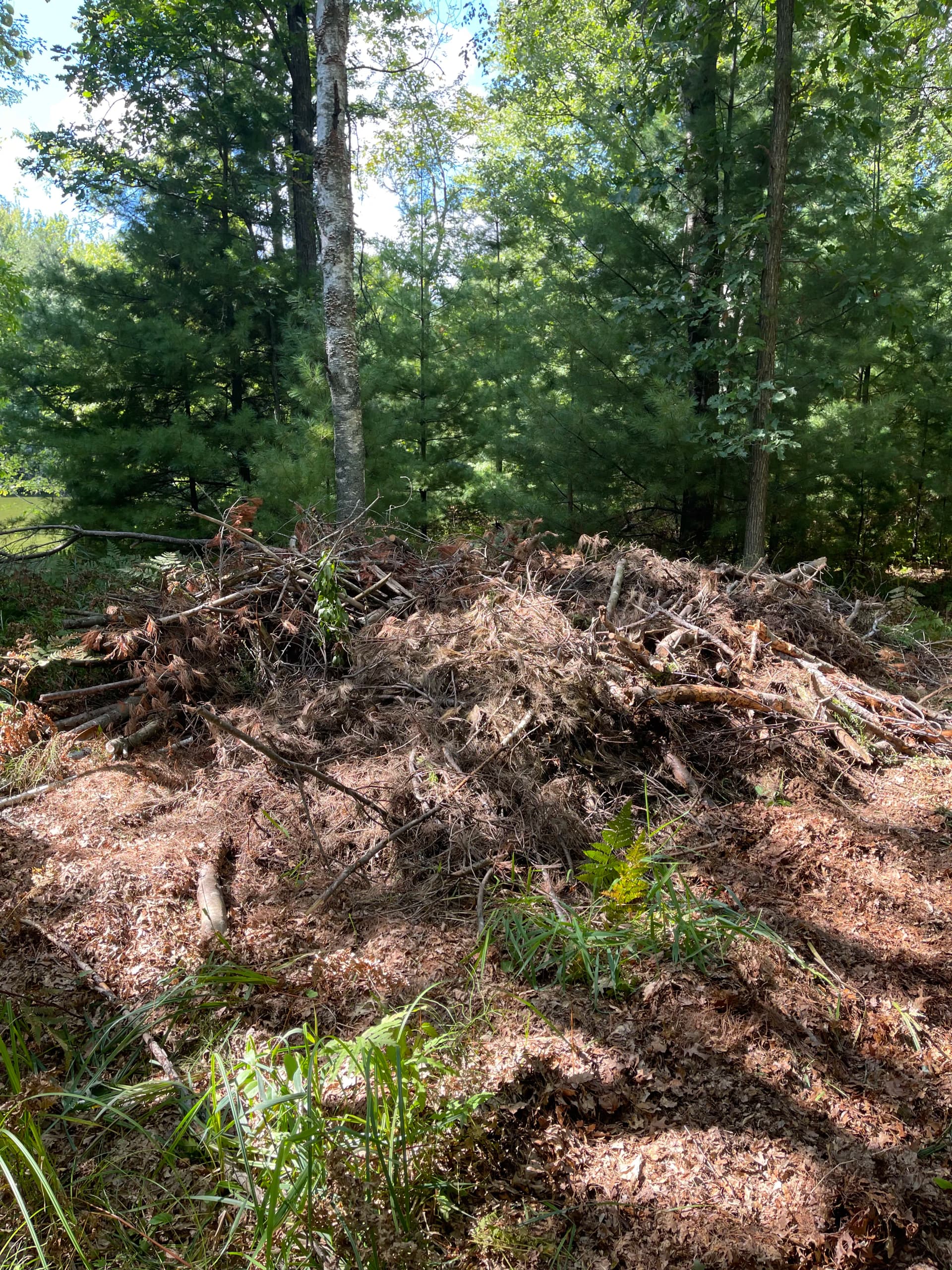 Gallery photos for Forestry Mulching Clears Overgrown Lake DuBay Shoreline in Mosinee: Image #4