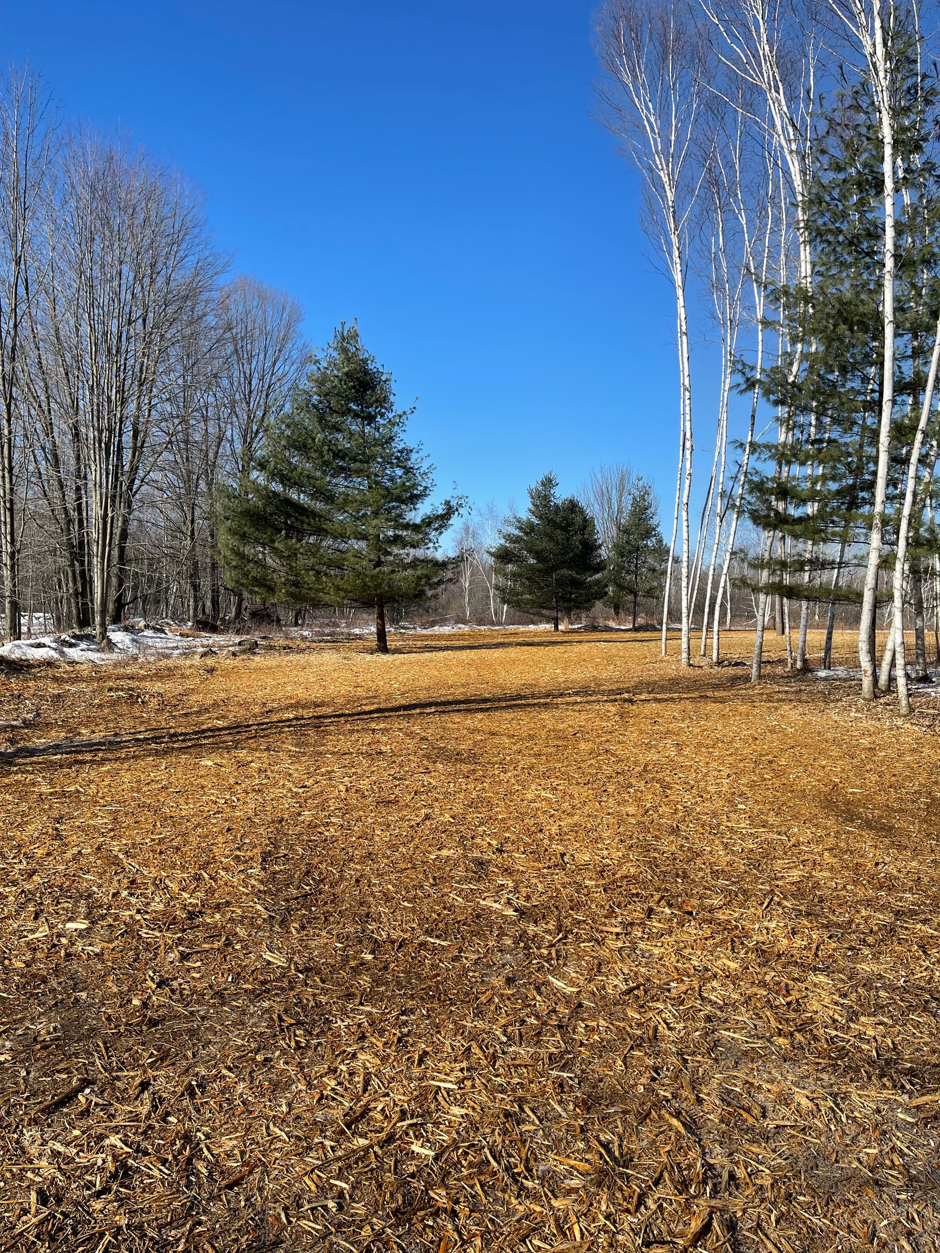 Gallery photos for Snowy Forest Transformation in Mosinee with Forestry Mulching: Image #1
