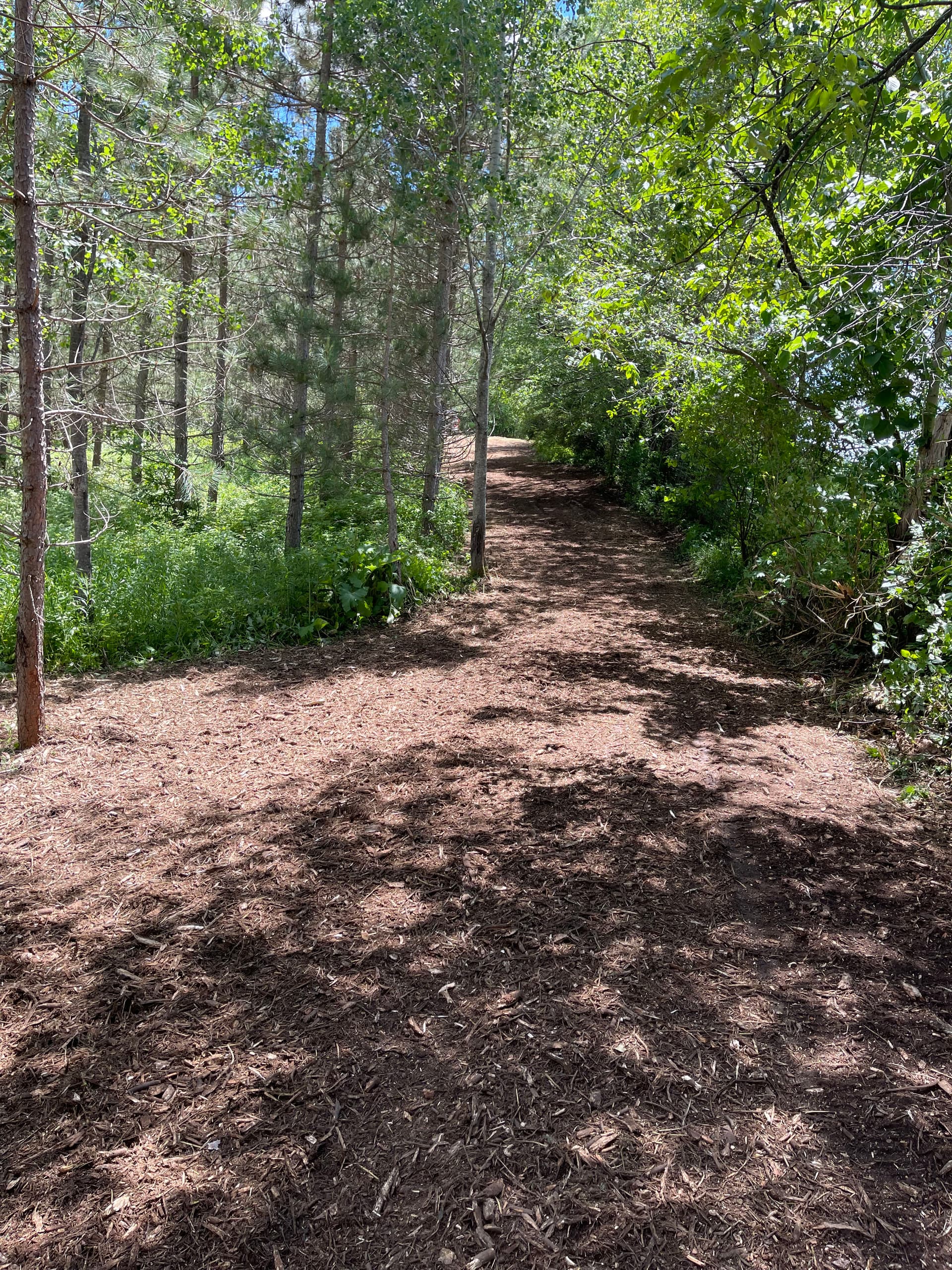 Gallery photos for Forestry Mulching That Turns Overgrown Land Into Usable Trails: Image #1