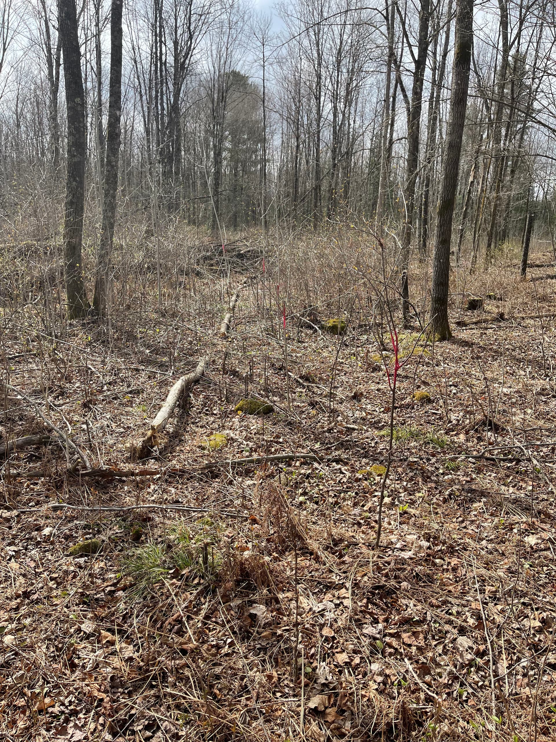Gallery photos for Forestry Mulching and Trail Clearing Opens Up Merrill Property: Image #3