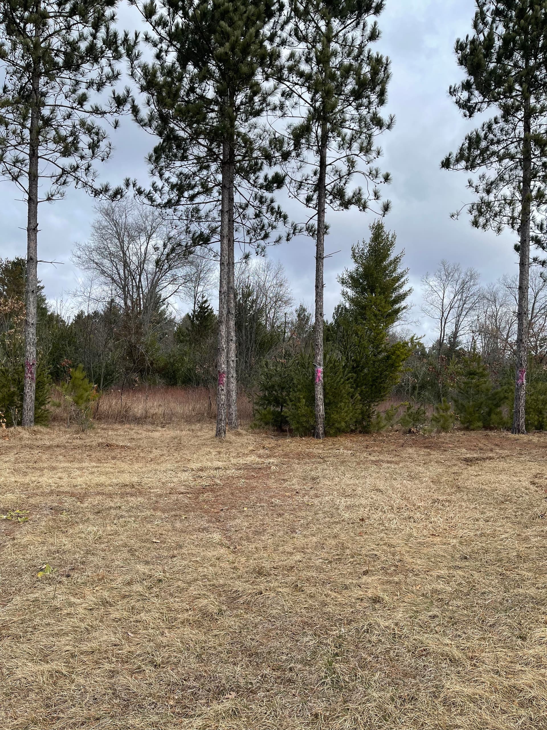 Gallery photos for Forestry Mulching in Grand Marsh Opens New Possibilities: Image #2