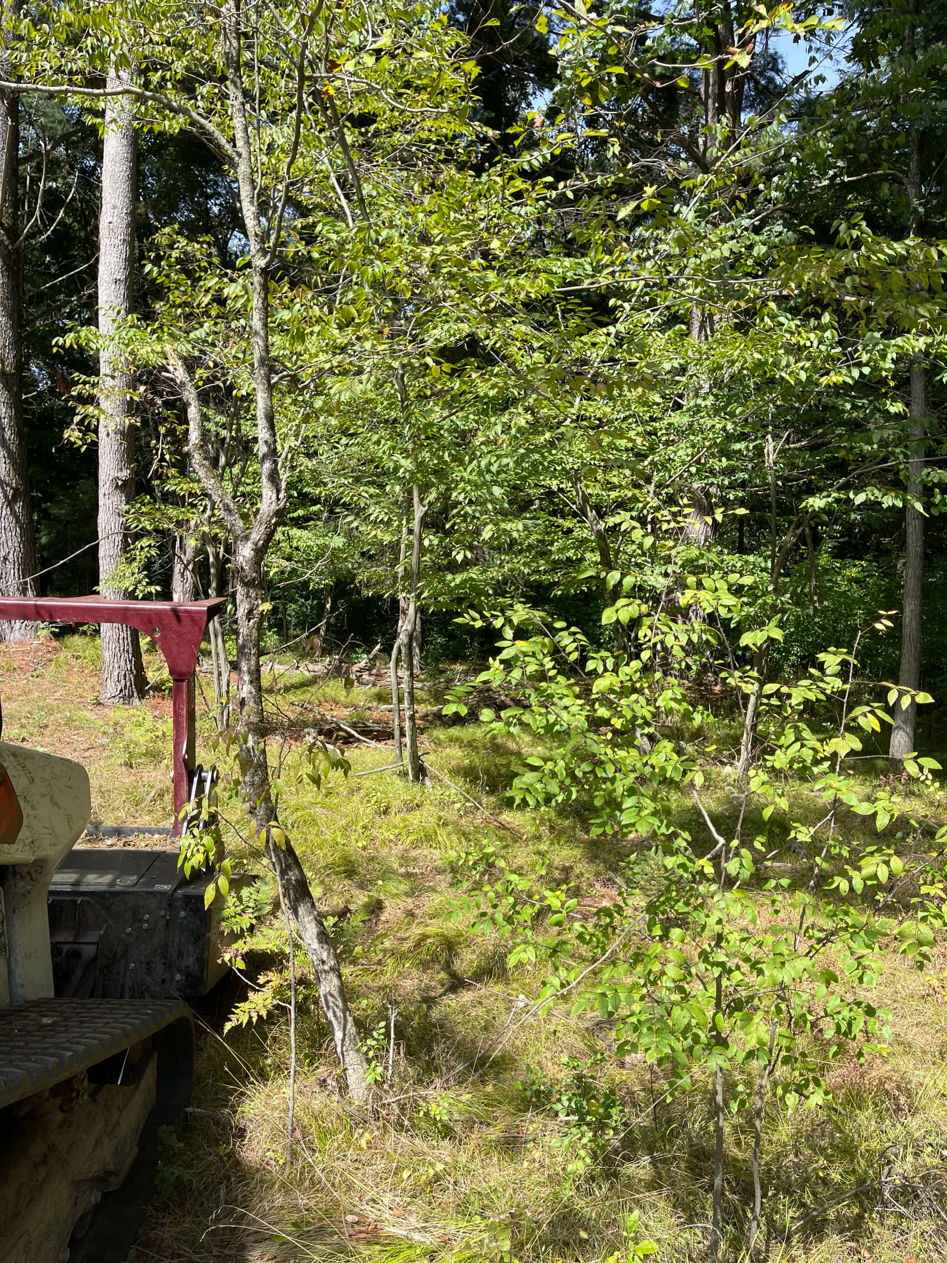 Gallery photos for Backyard Forestry Mulching Clears the Way Along the Eau Claire River in Weston: Image #4