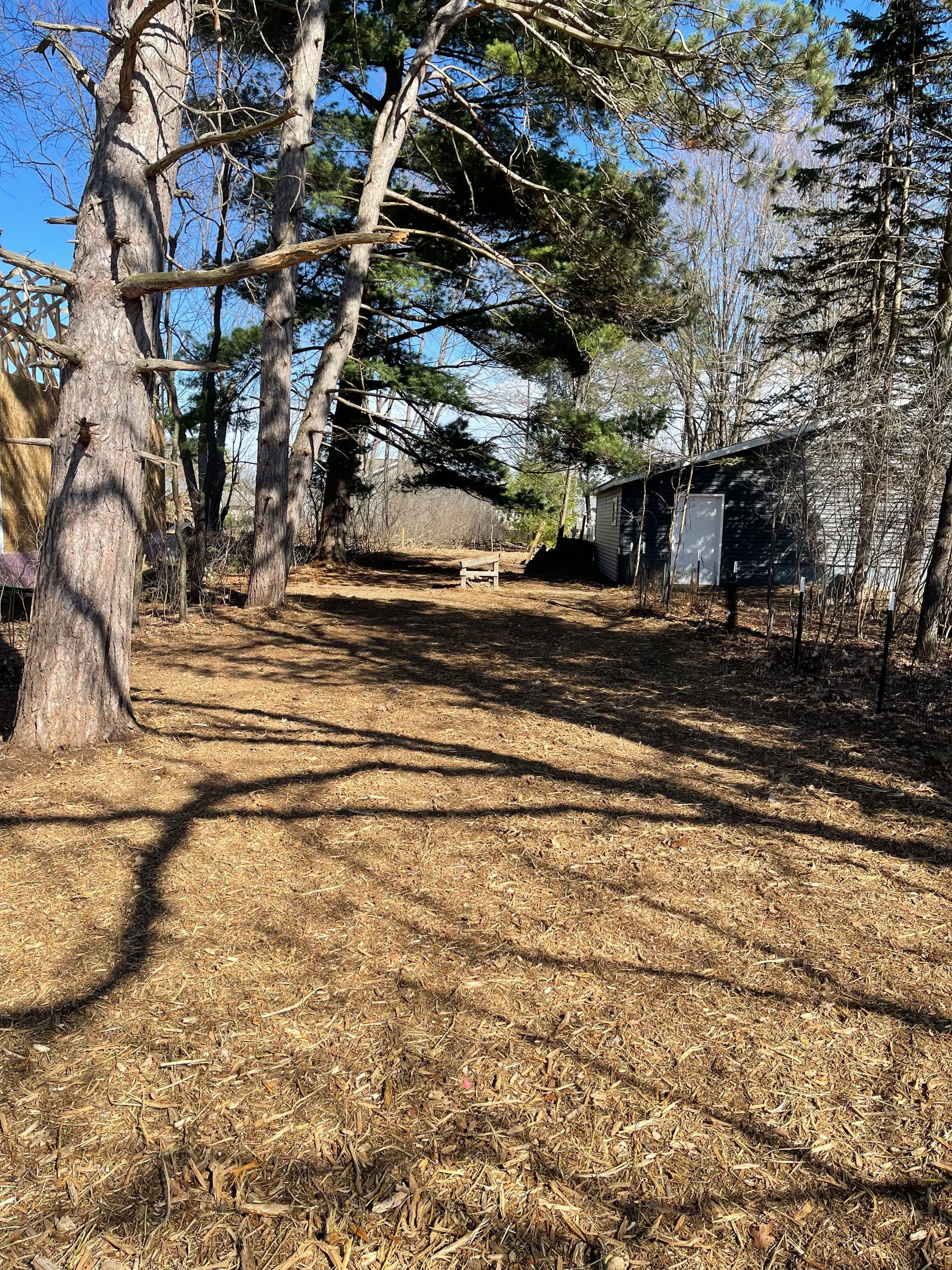 Backyard Forestry Mulching in Weston image