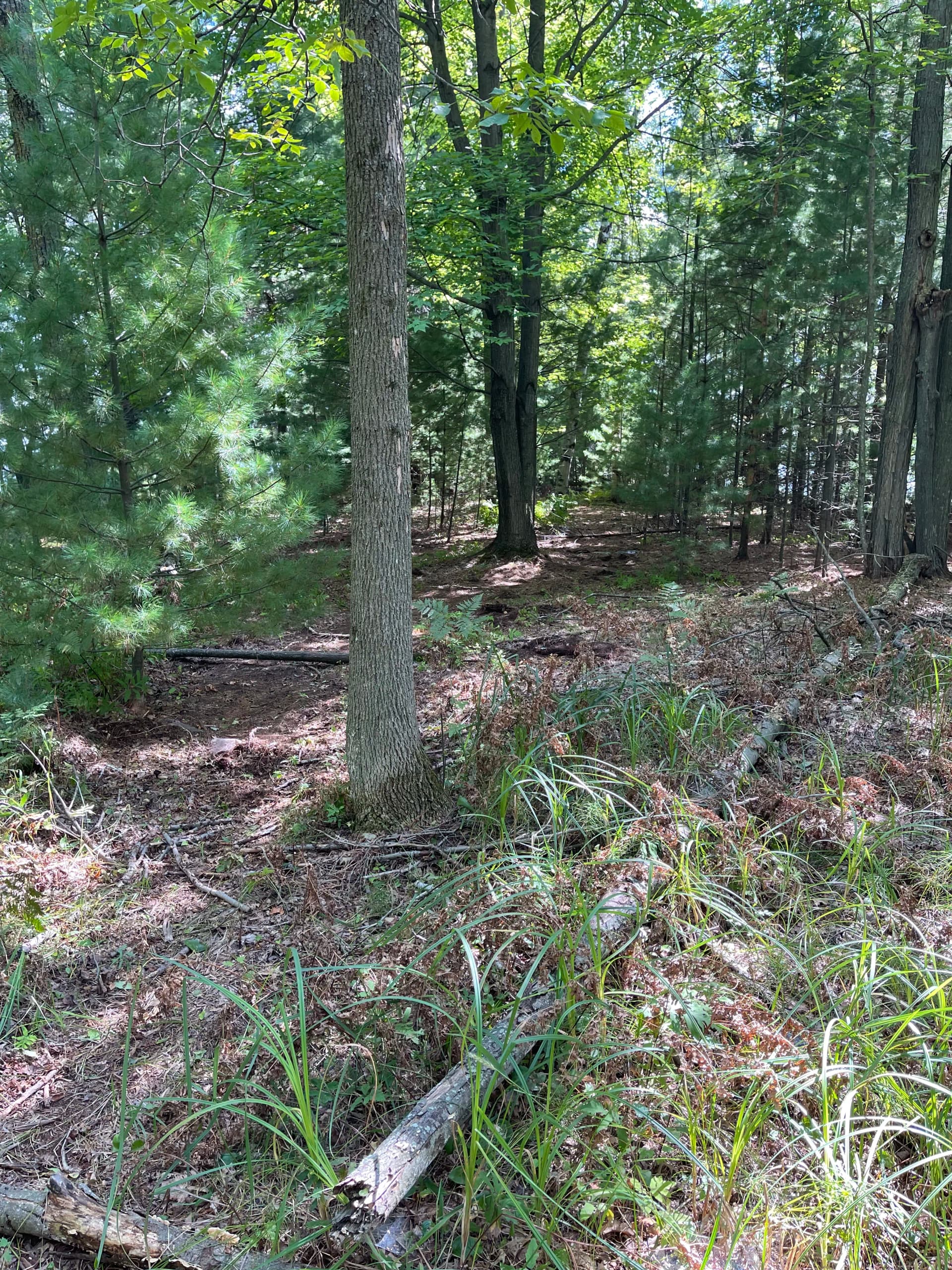 Gallery photos for Forestry Mulching Clears Overgrown Lake DuBay Shoreline in Mosinee: Image #3