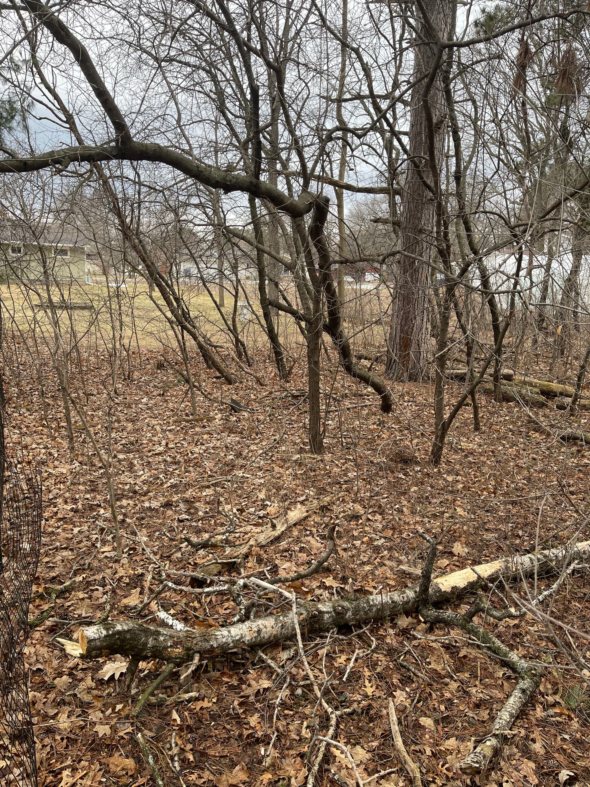 Gallery photos for Backyard Forestry Mulching in Weston: Image #3