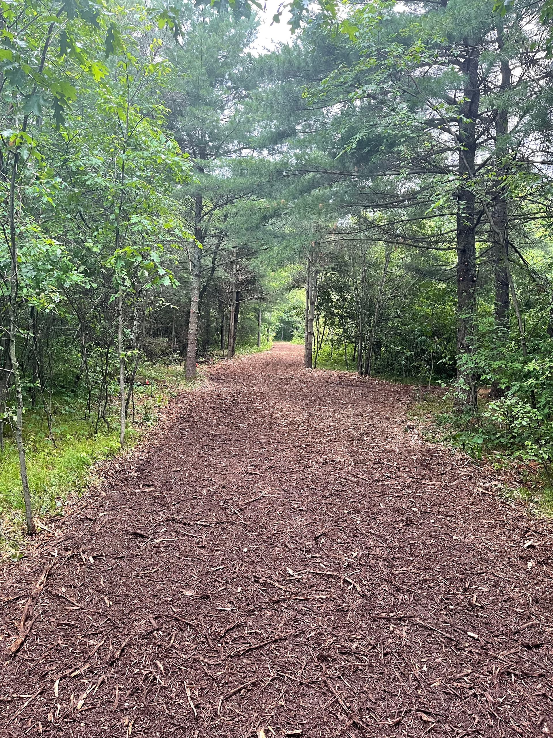 Gallery photos for Forestry Mulching Opens Up Fresh Trails Near Lake DuBay: Image #2