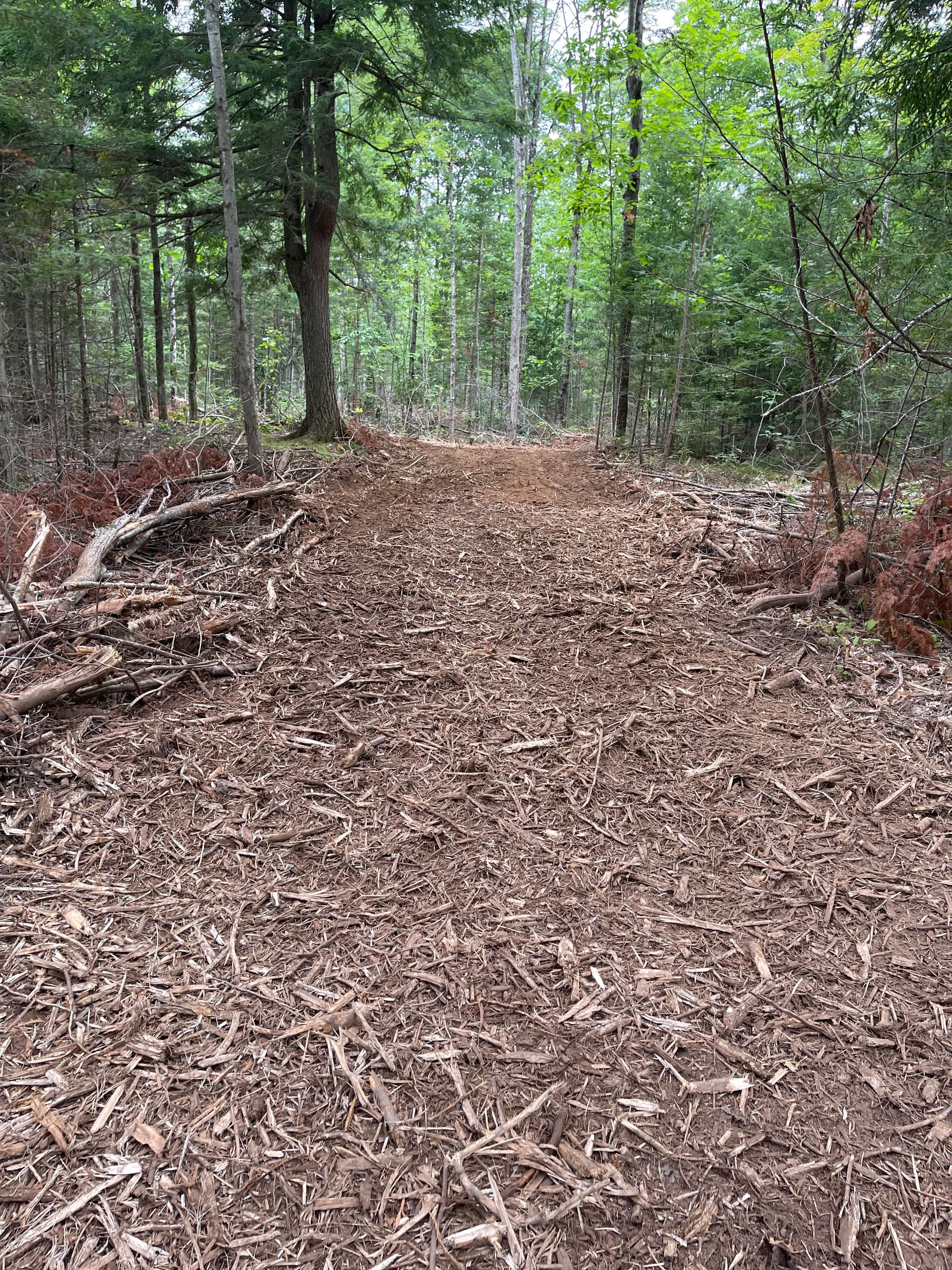 Gallery photos for Timber Slash Mulching Clears a Usable Trail in Rib Lake: Image #4
