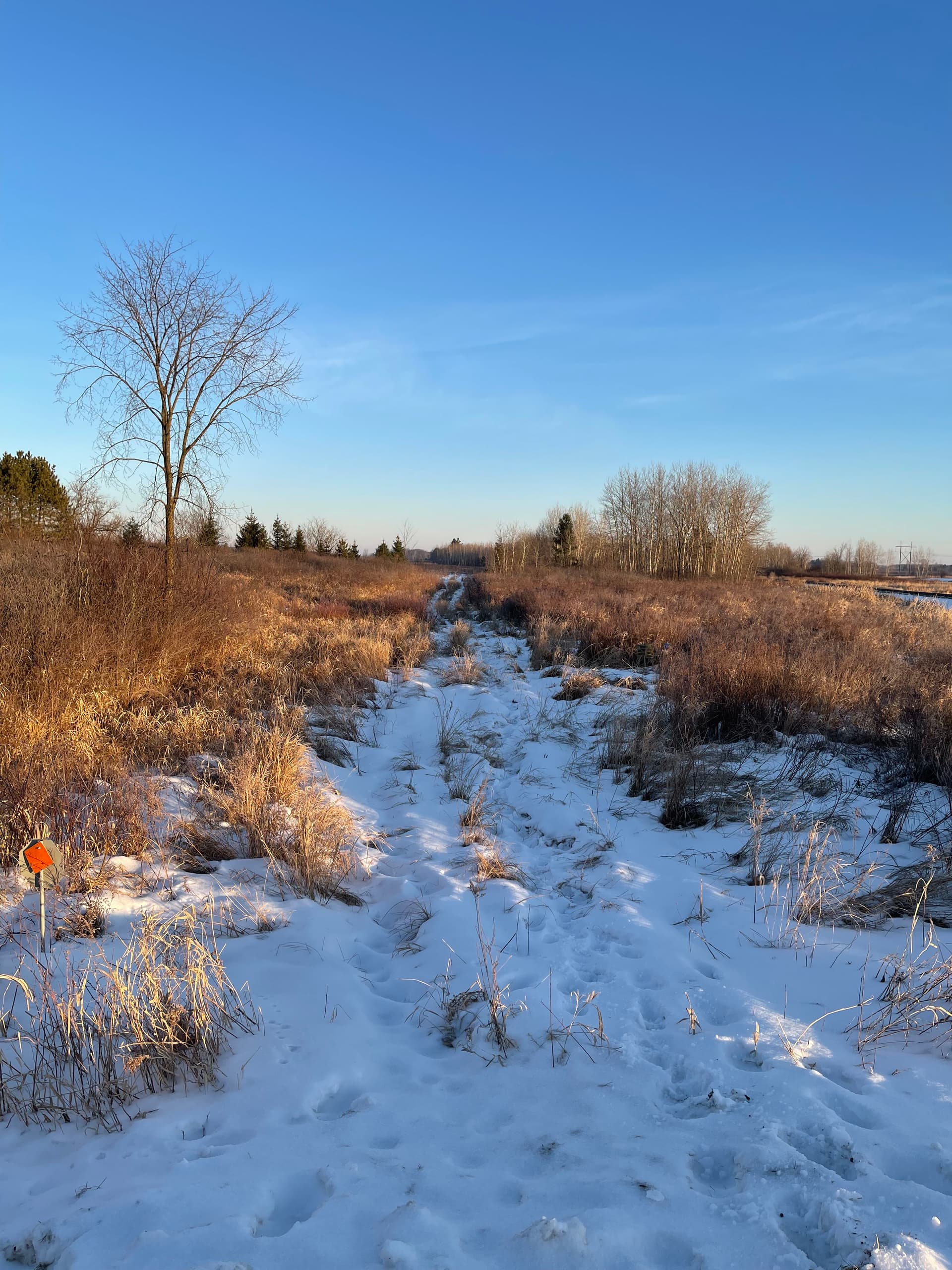 Gallery photos for Trail Clearing at Carson Wetland Site: Image #3