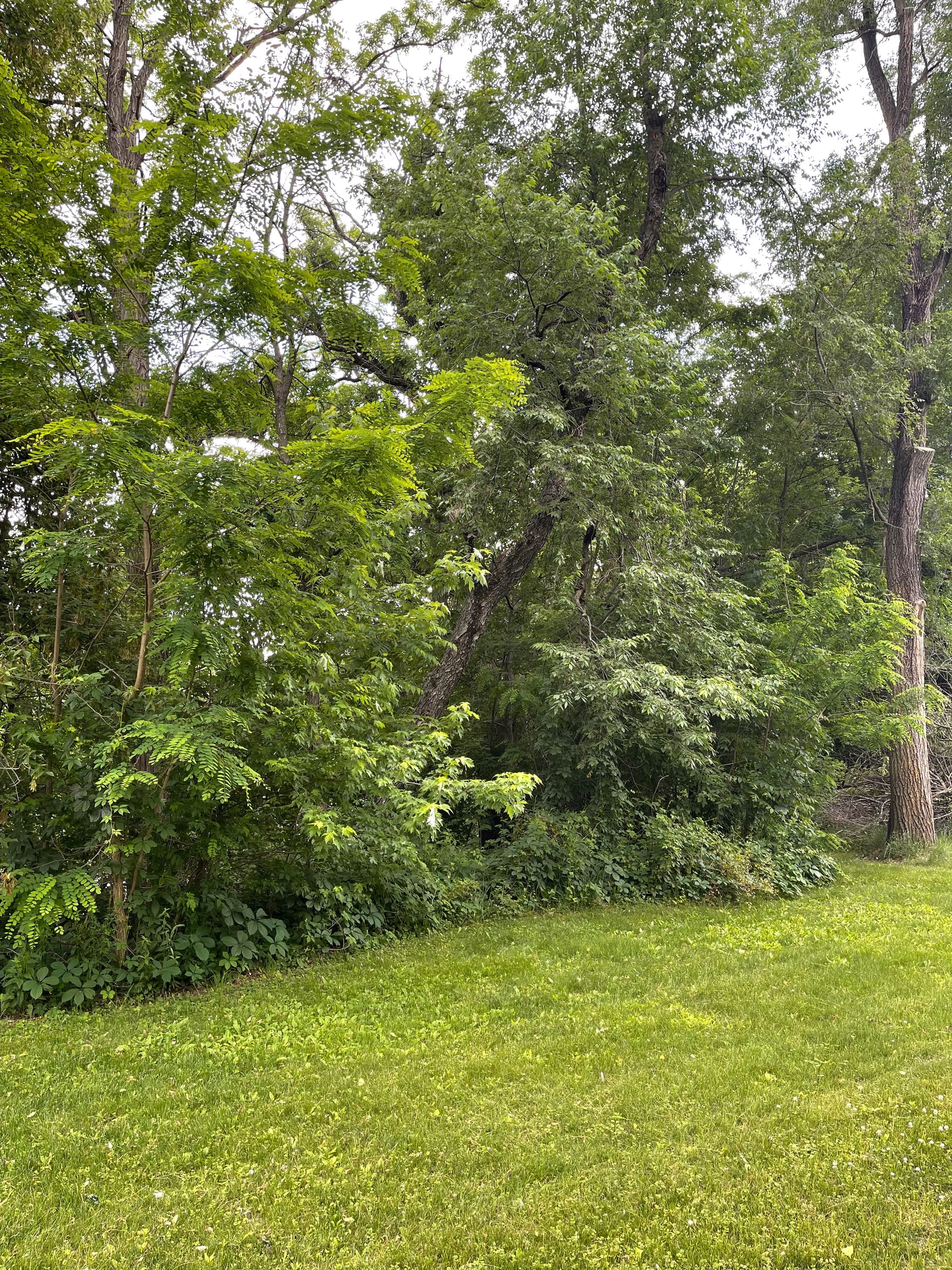 Gallery photos for Forestry Mulching Cleans Up Overgrown Riverfront Property in Mosinee: Image #1