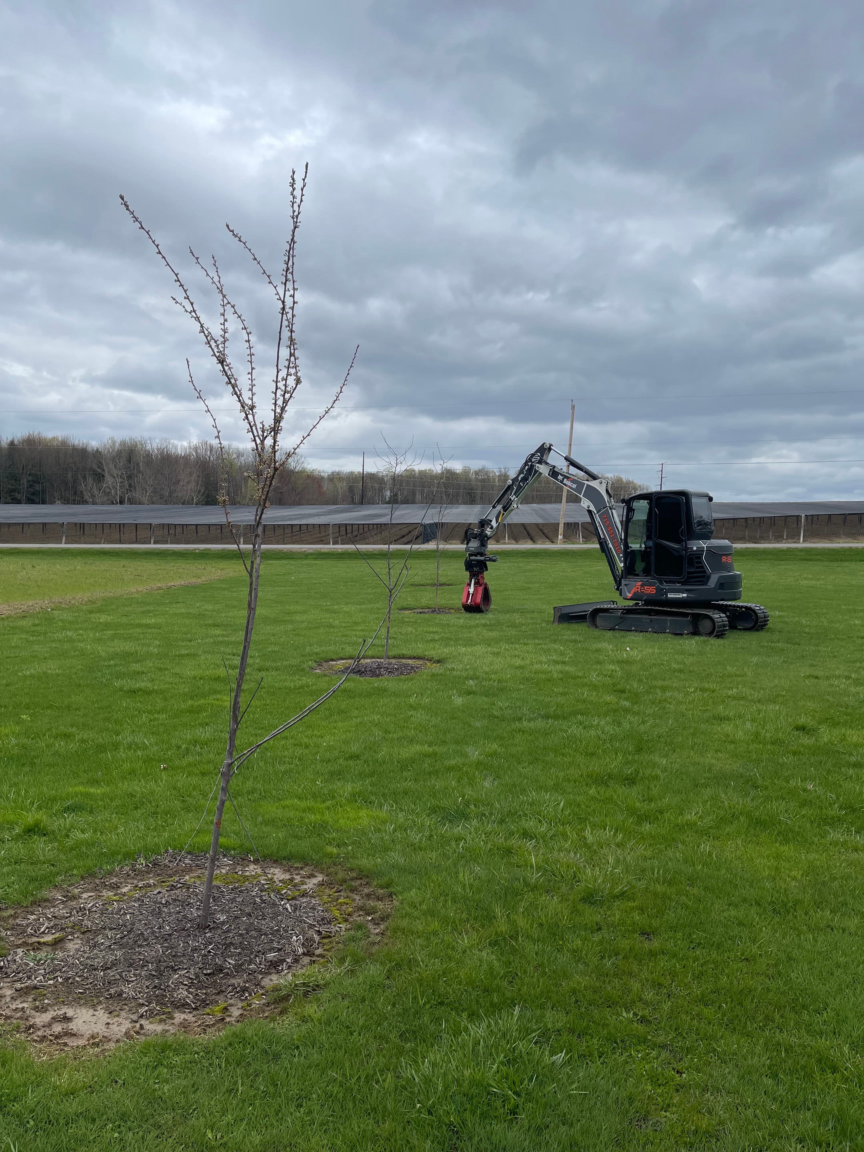 Project Apple Tree Transplanting Done Right in Mosinee image